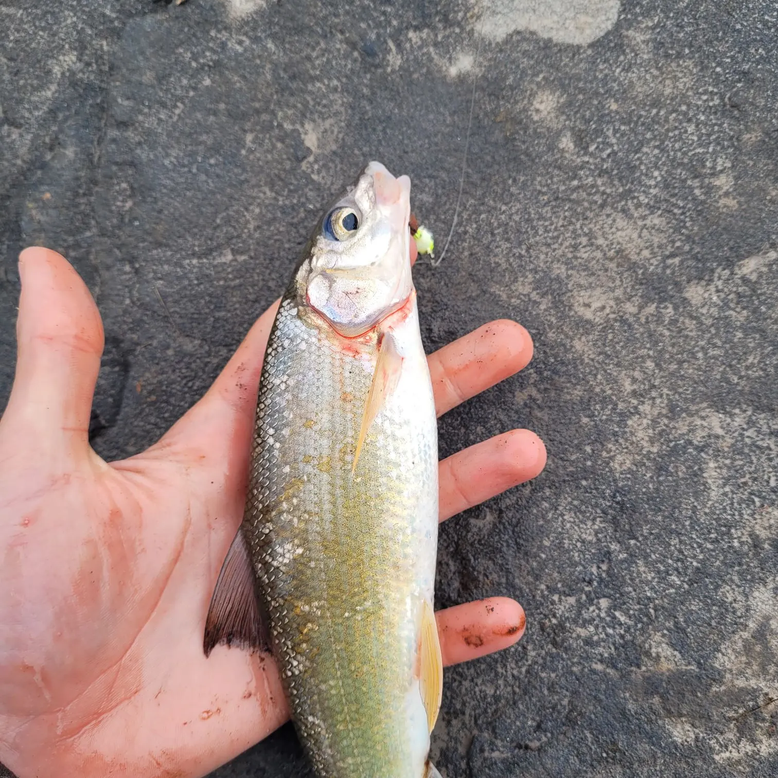 Mountain whitefish caught on Fishbrain