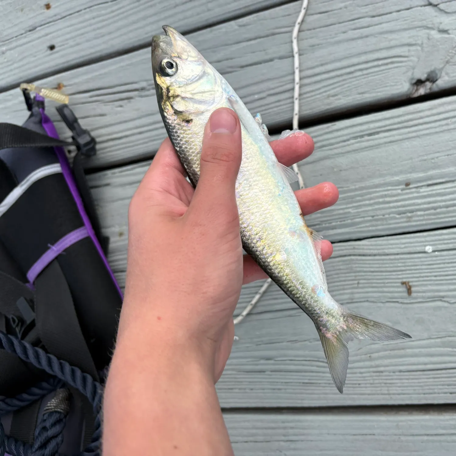 American shad caught on Fishbrain