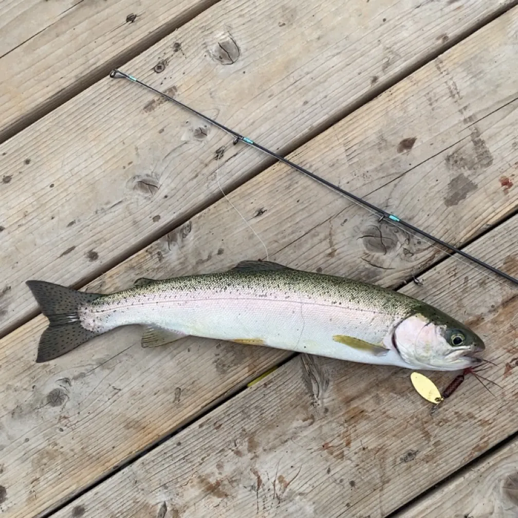 Rainbow trout caught on Fishbrain