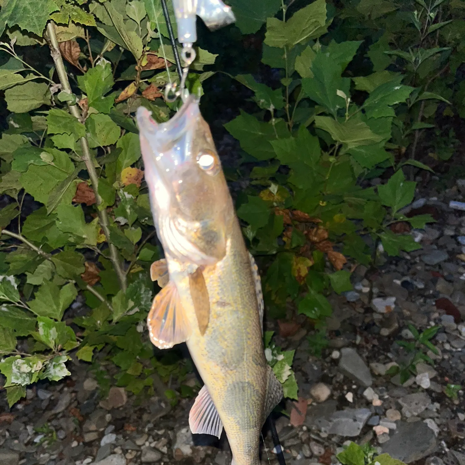Saugeye caught on Fishbrain