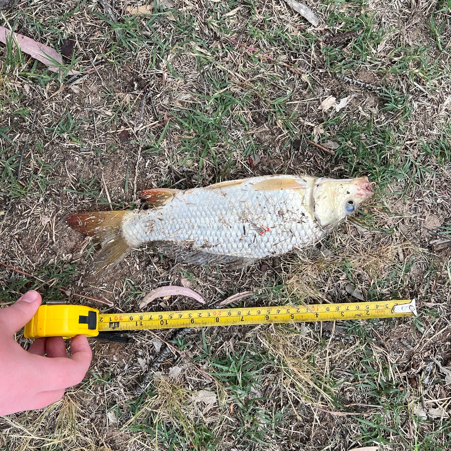 Common carp caught on Fishbrain