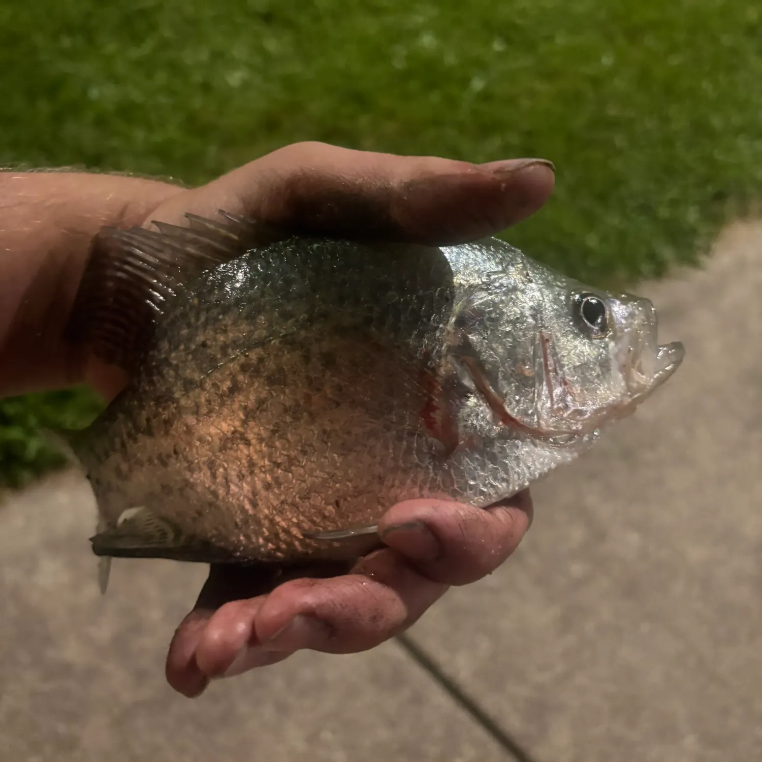 Black crappie caught on Fishbrain