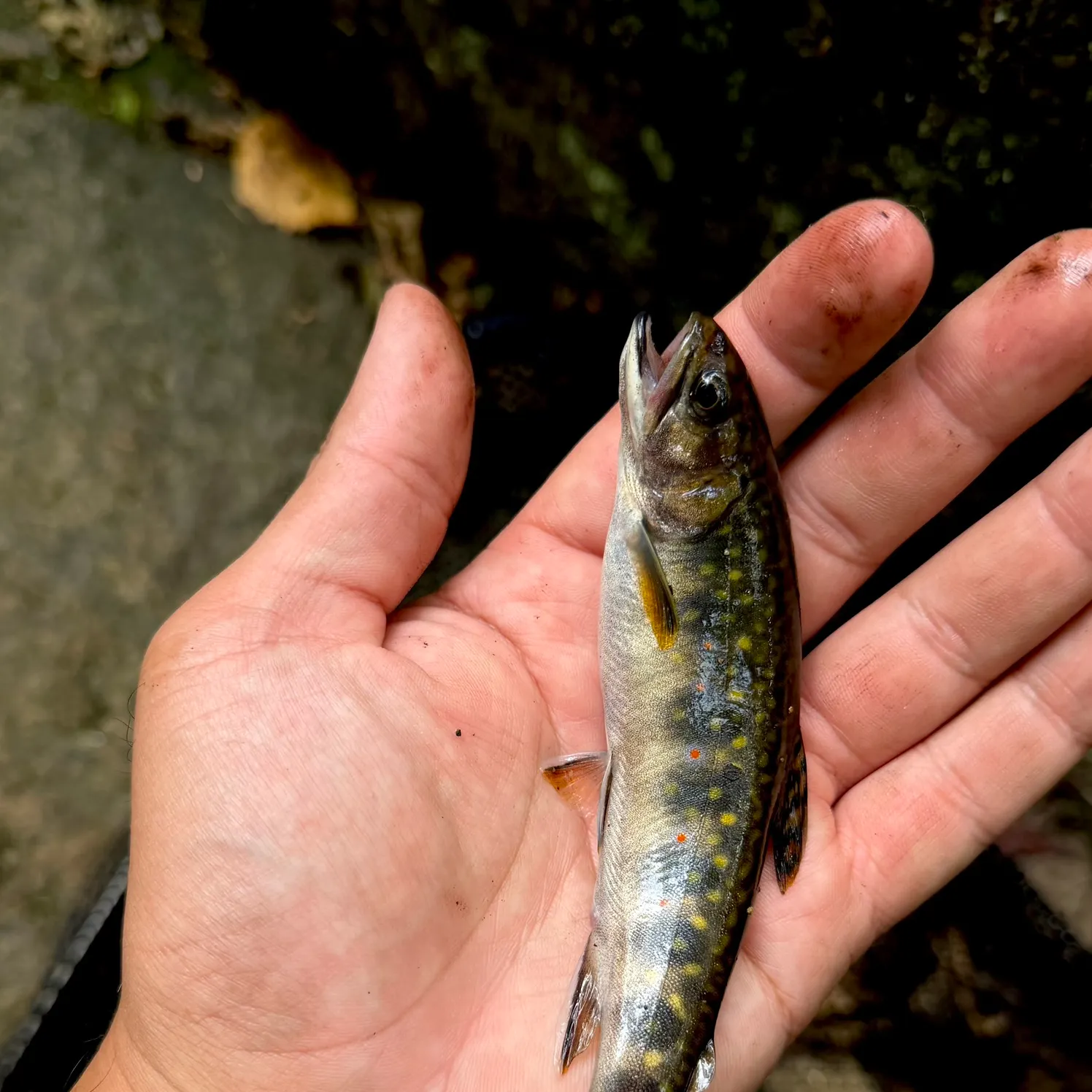 Brook trout caught on Fishbrain