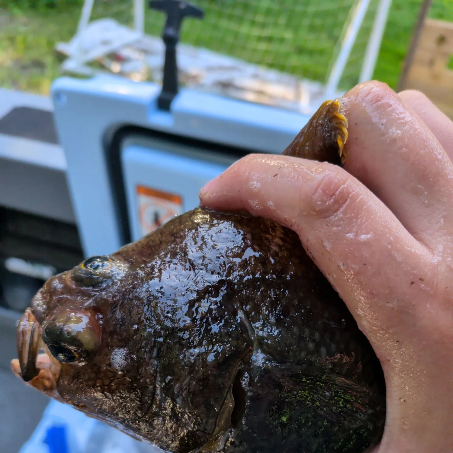 catch
