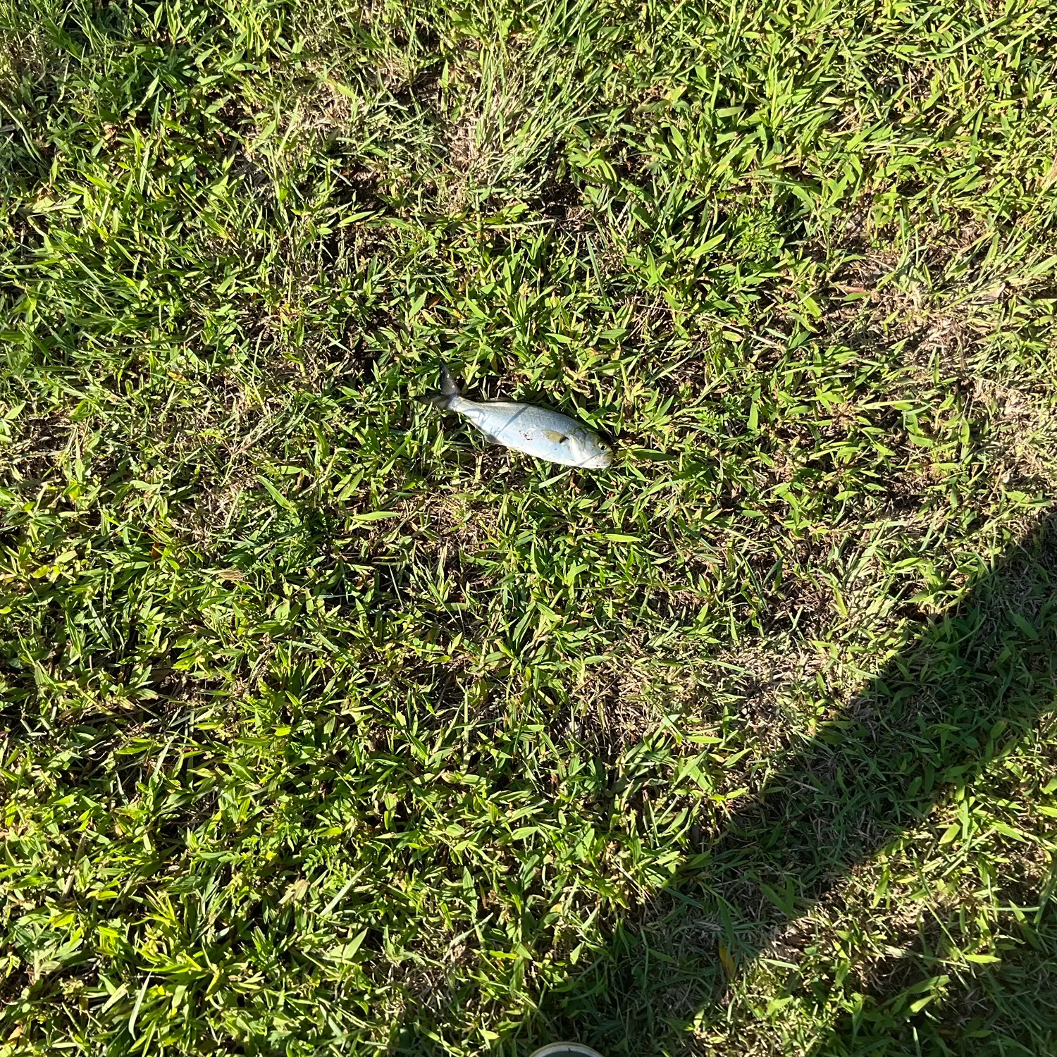Bluefish caught on Fishbrain