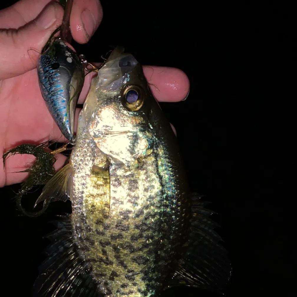 Black crappie caught on Fishbrain