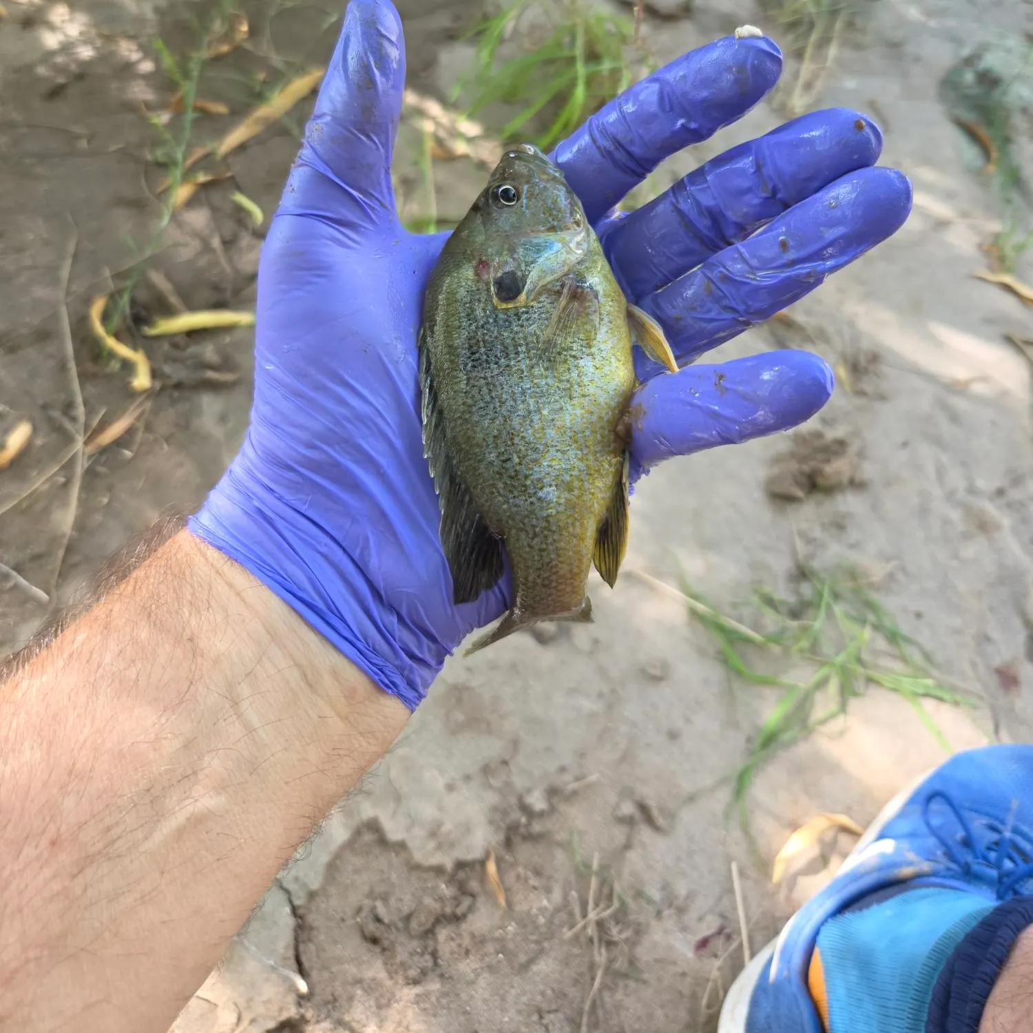 Greengill hybrid caught on Fishbrain