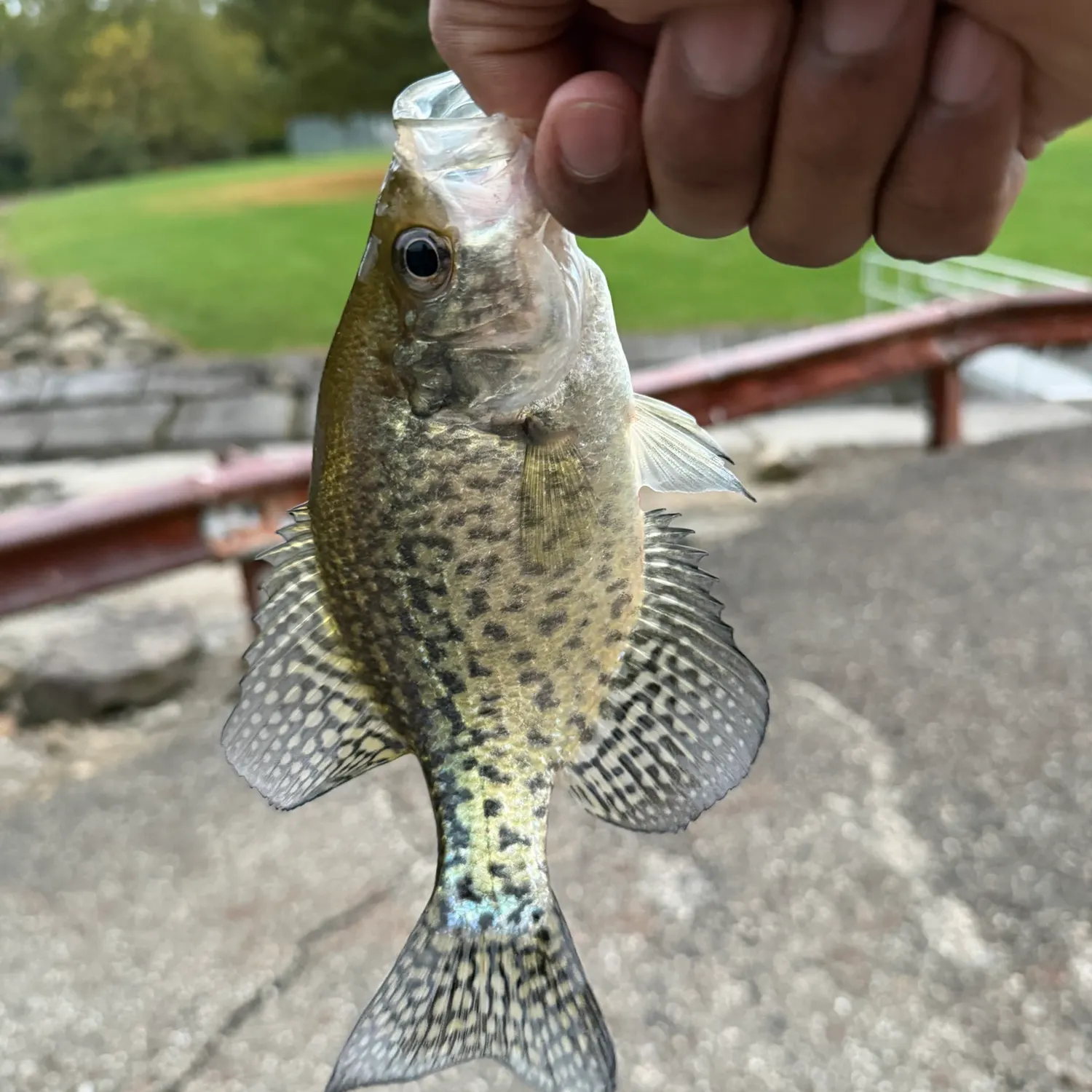 Black crappie caught on Fishbrain