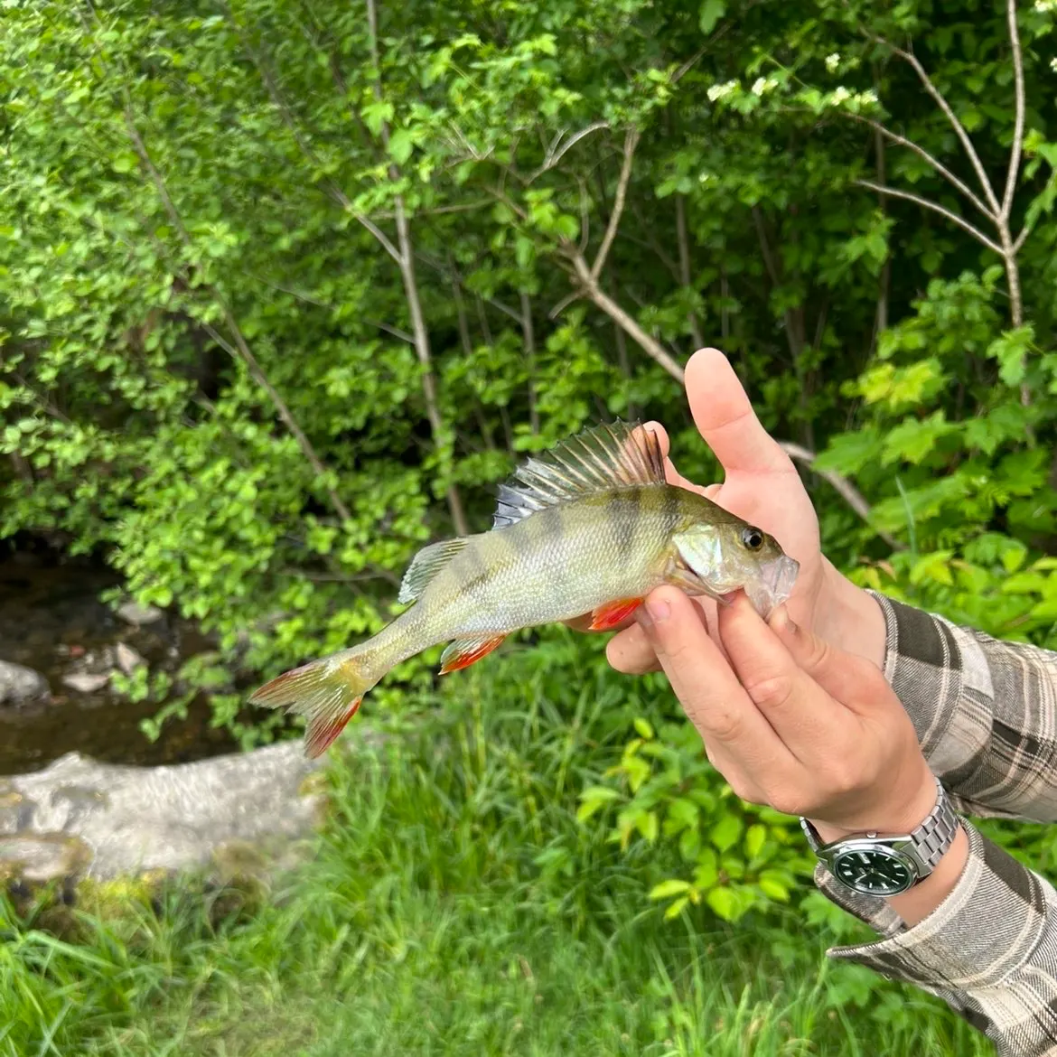 European perch caught on Fishbrain