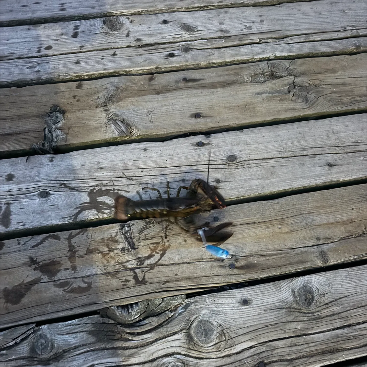 The most recent Banded spiny lobster catches on Fishbrain