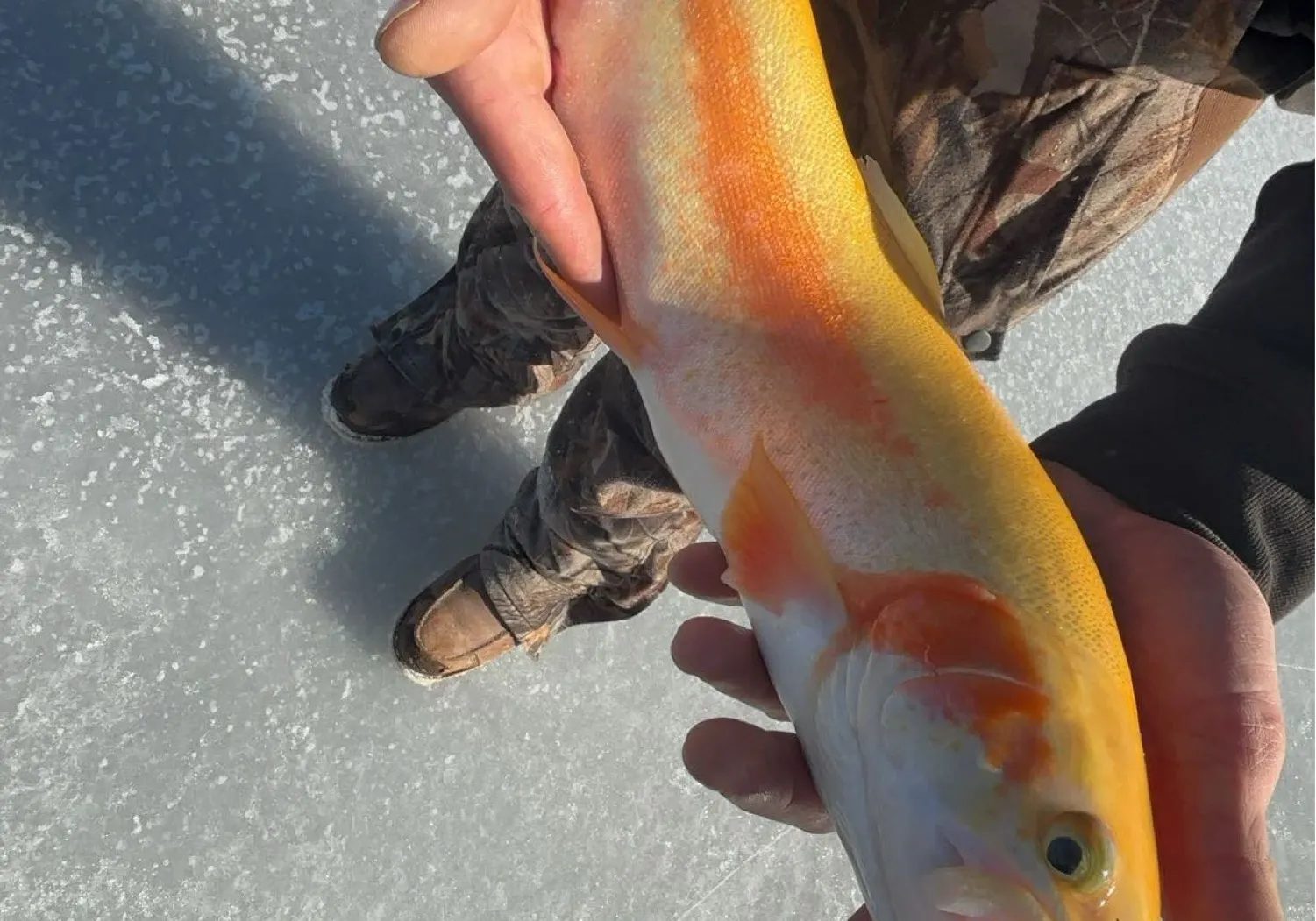 Golden trout