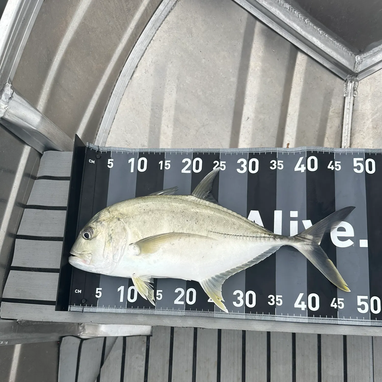 The most recent Giant trevally catches on Fishbrain