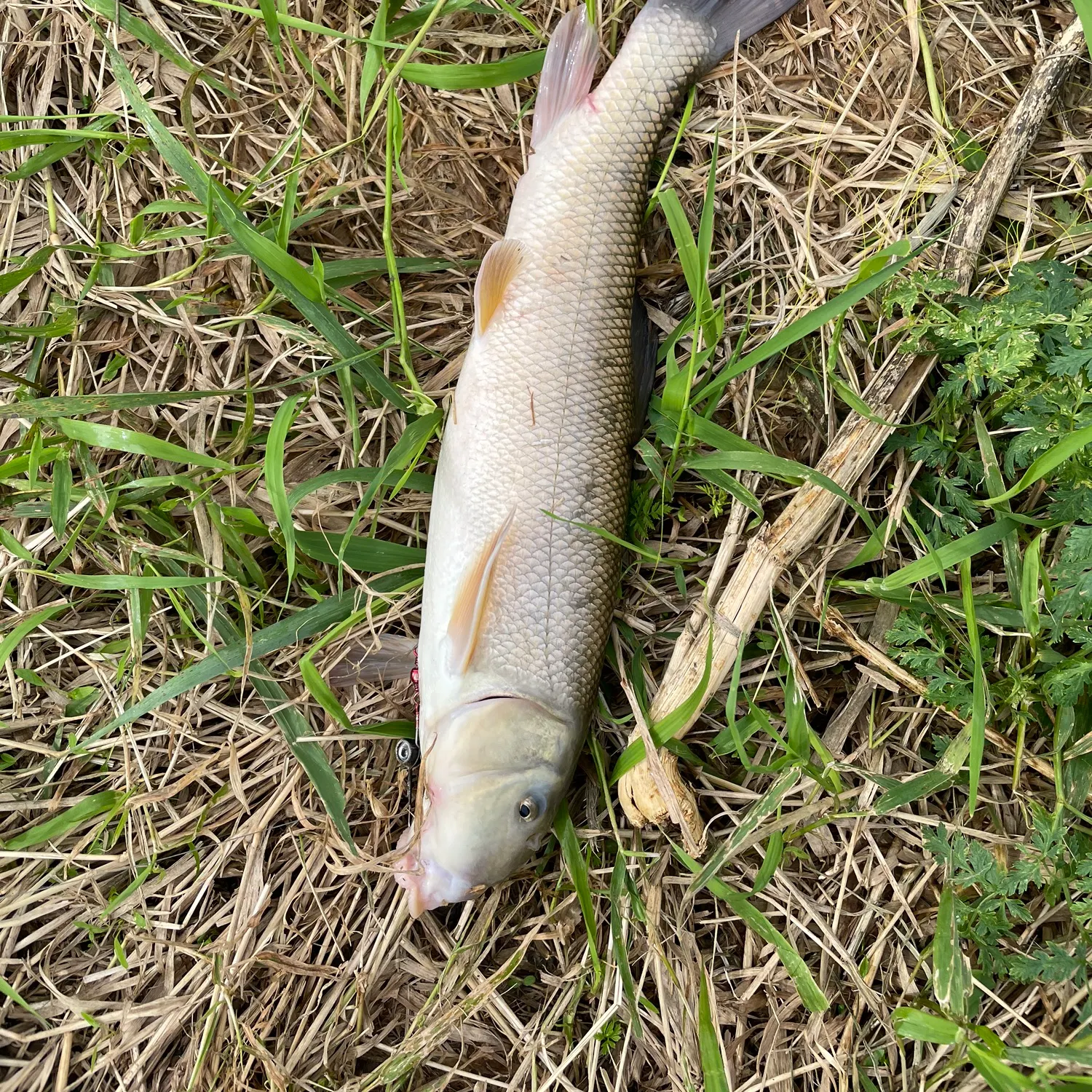 White sucker caught on Fishbrain