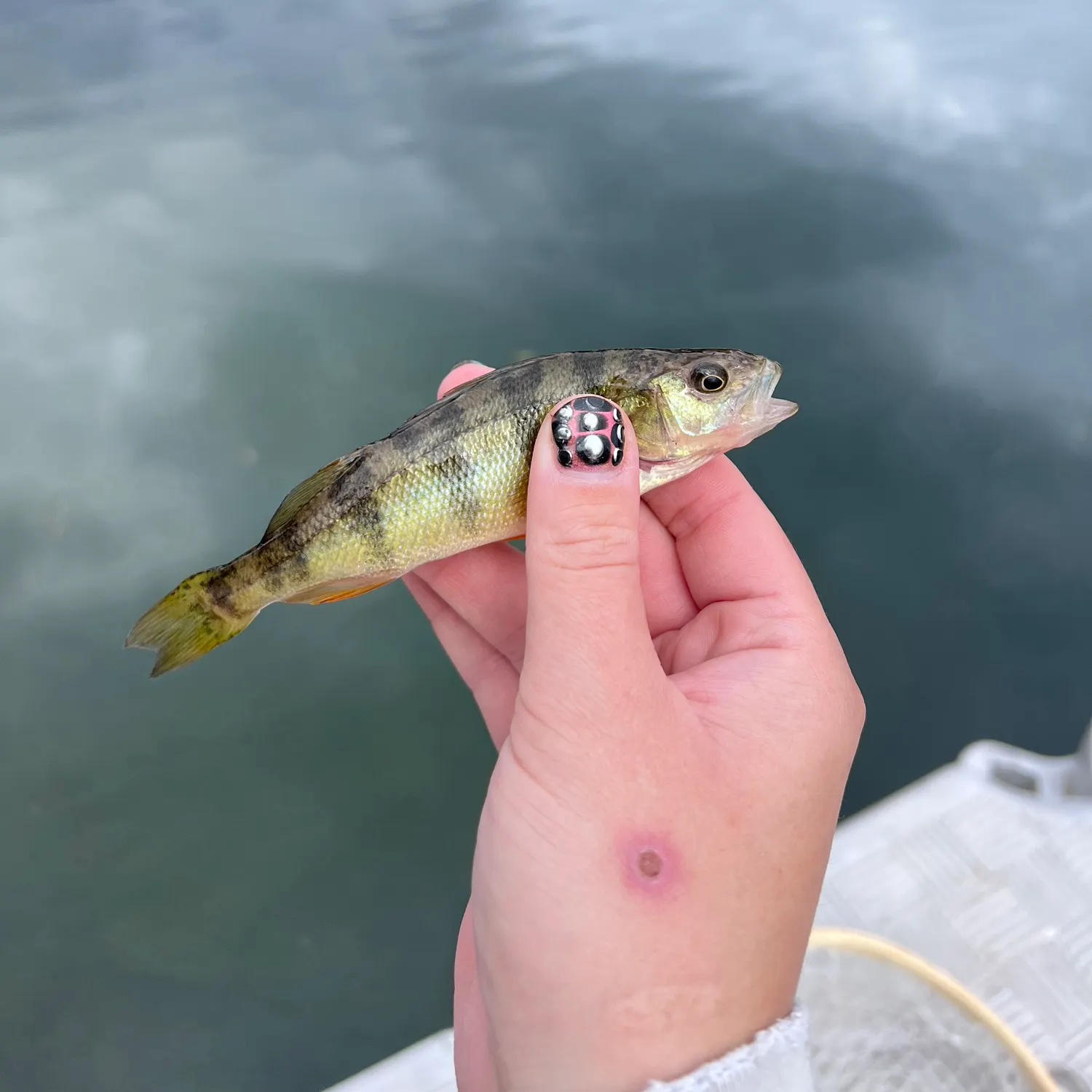 Yellow perch caught on Fishbrain