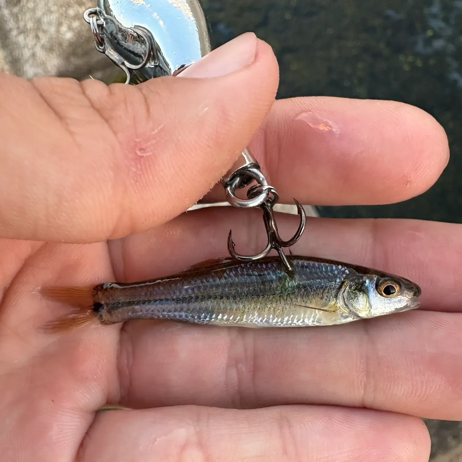 The most recent Bullhead minnow catches on Fishbrain