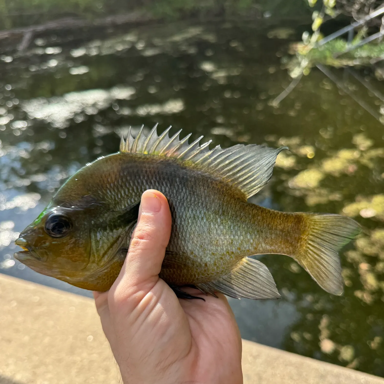 Bluegill caught on Fishbrain