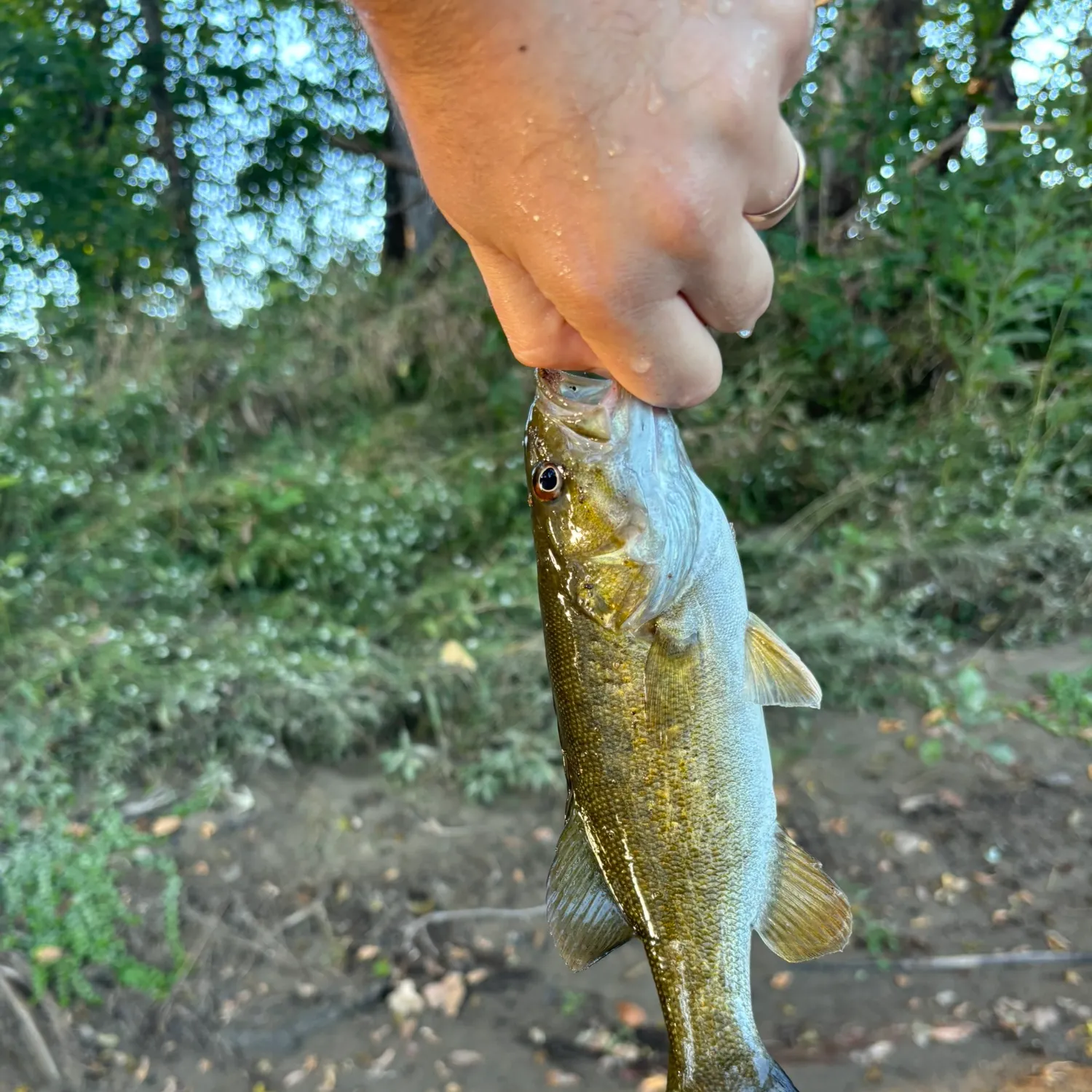Smallmouth bass caught on Fishbrain