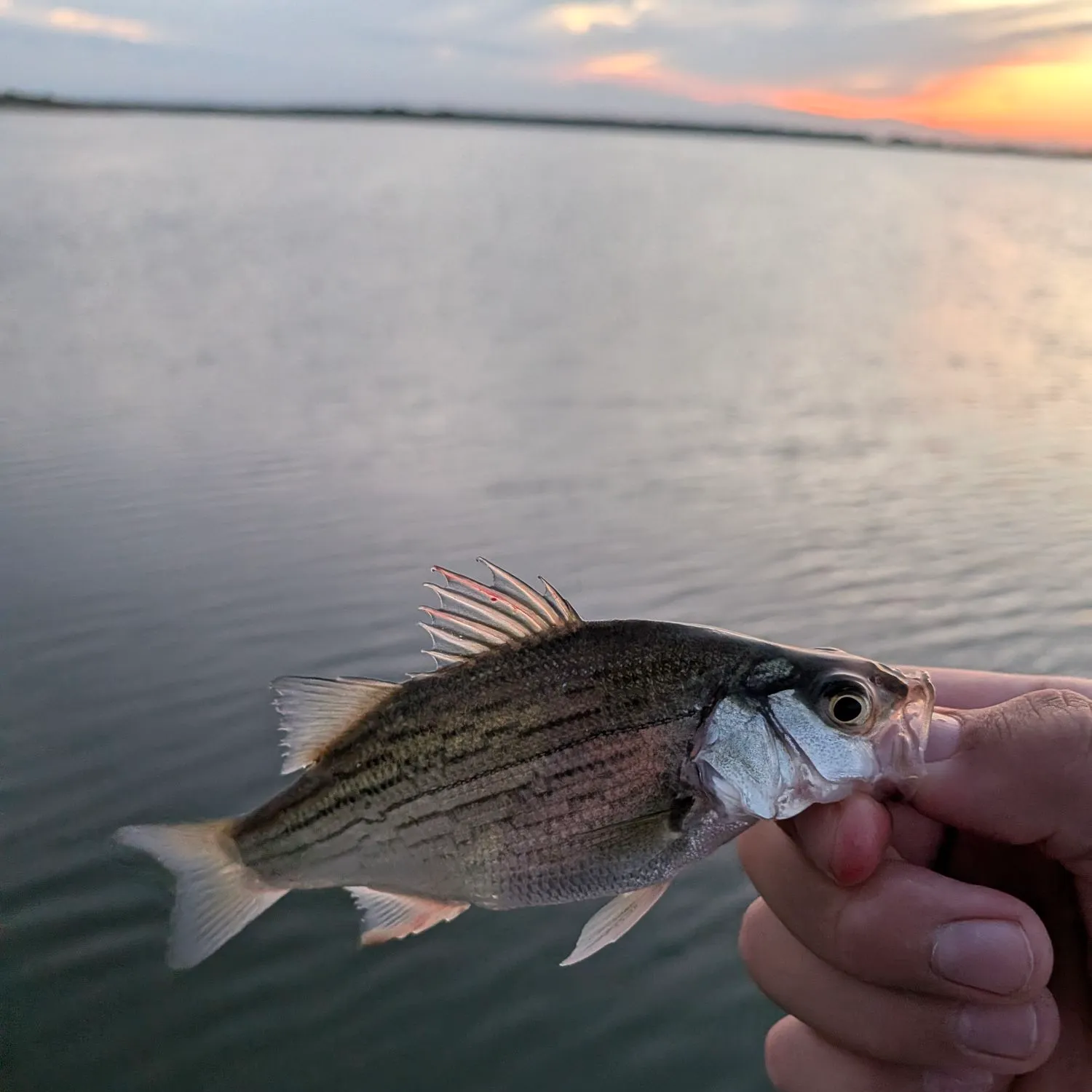 White bass caught on Fishbrain