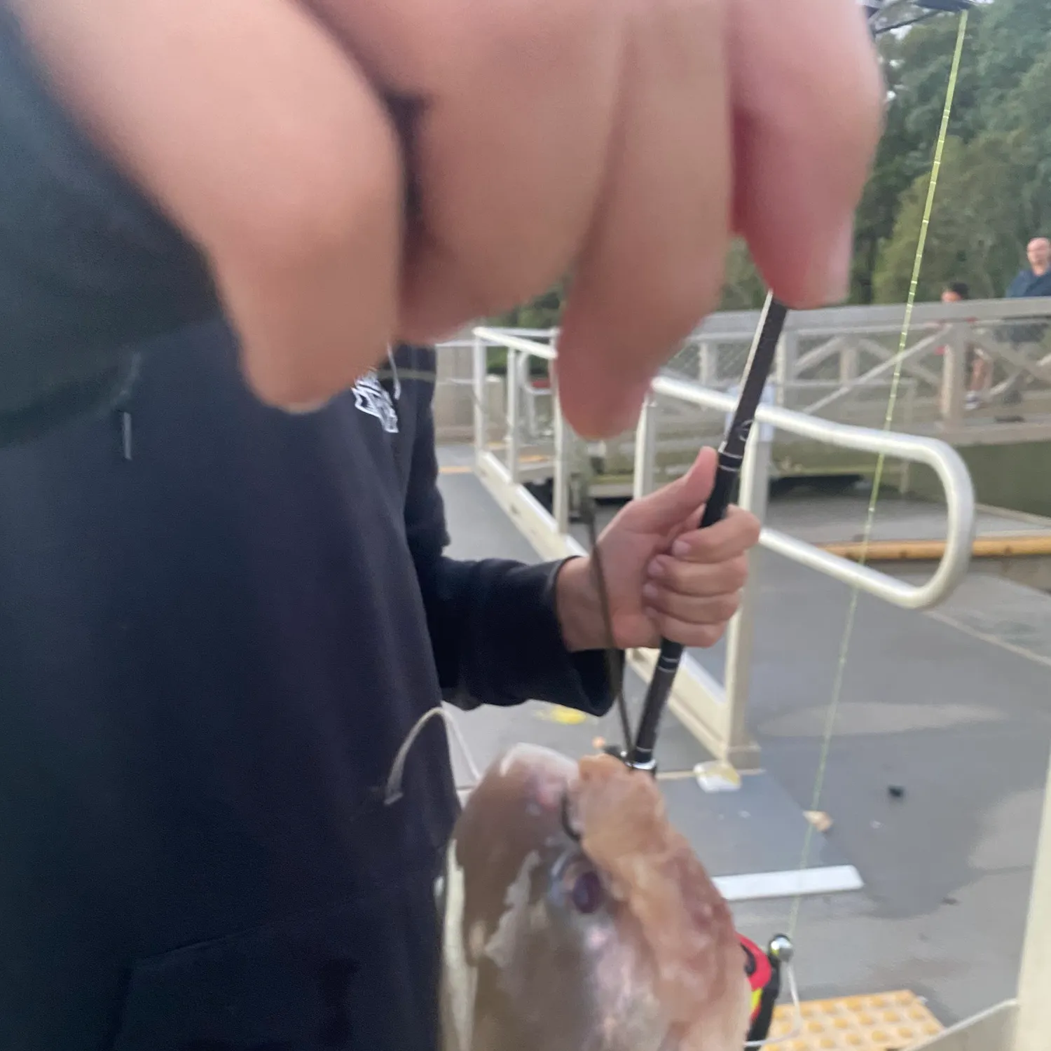 The most recent Blue salmon catfish catches on Fishbrain
