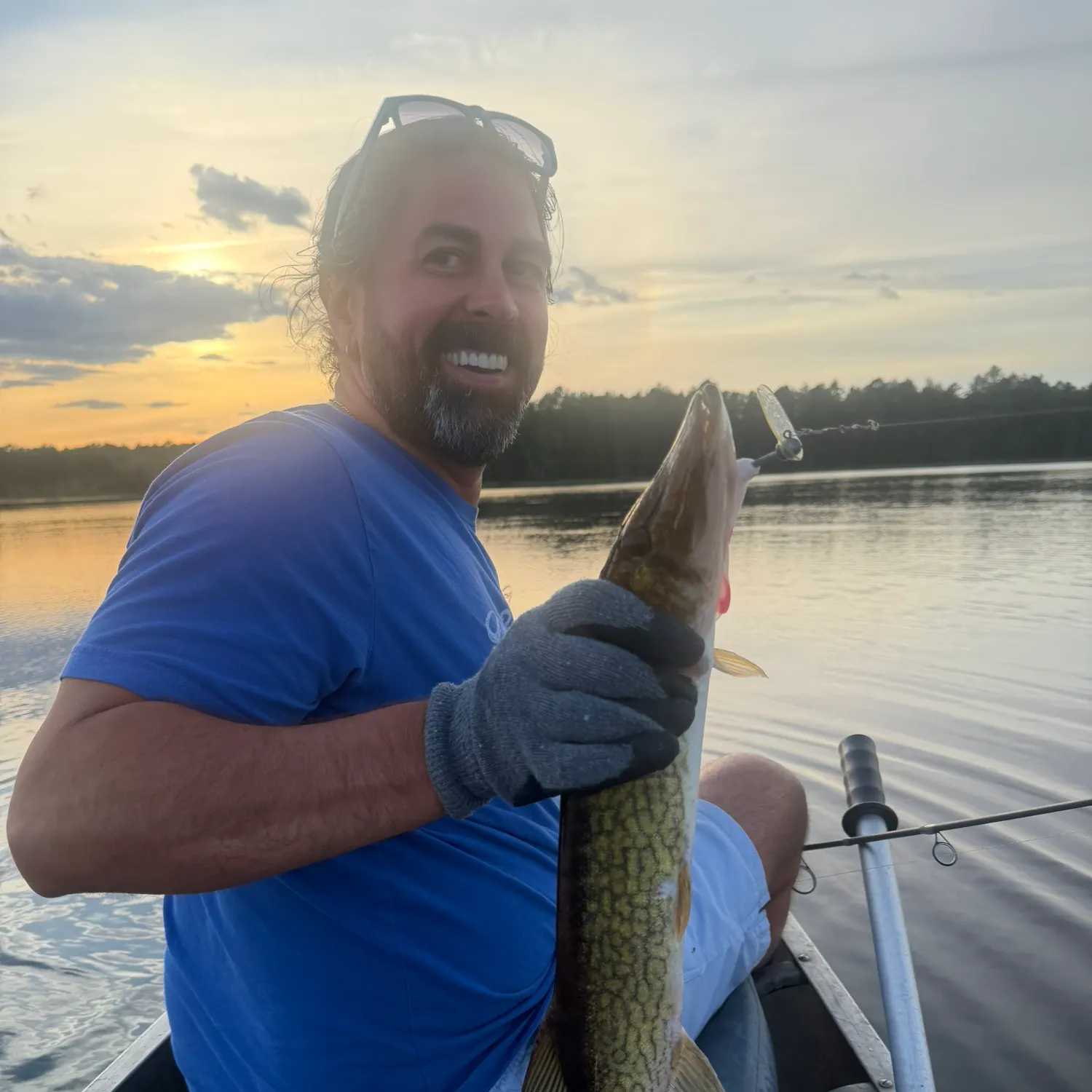 Chain pickerel caught on Fishbrain
