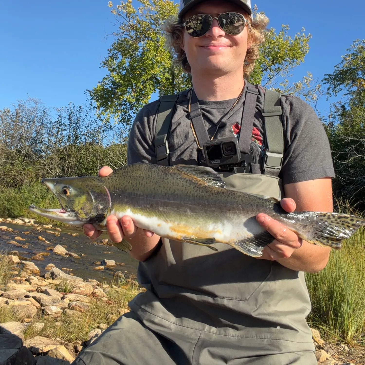 Pink salmon caught on Fishbrain