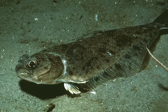 Pacific sanddab