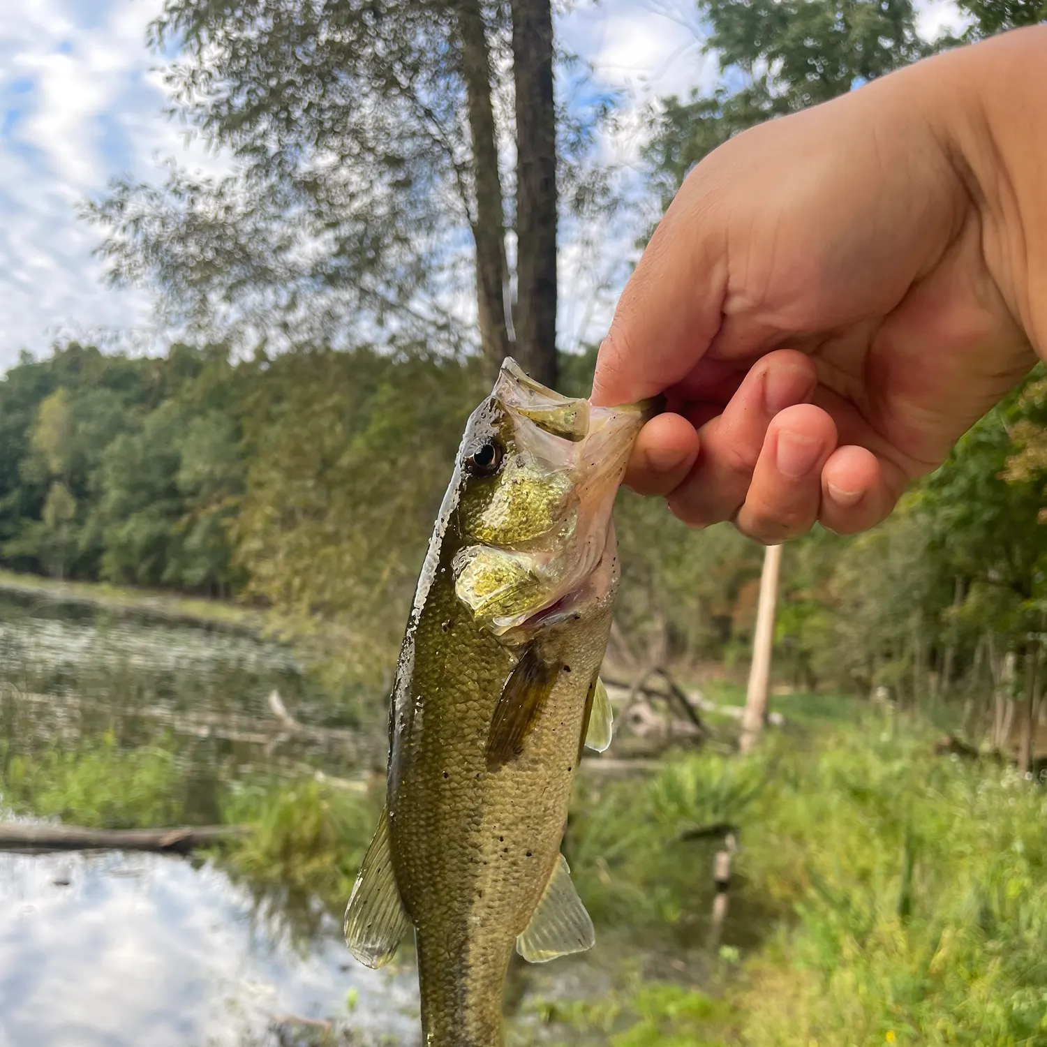 Largemouth bass caught on Fishbrain
