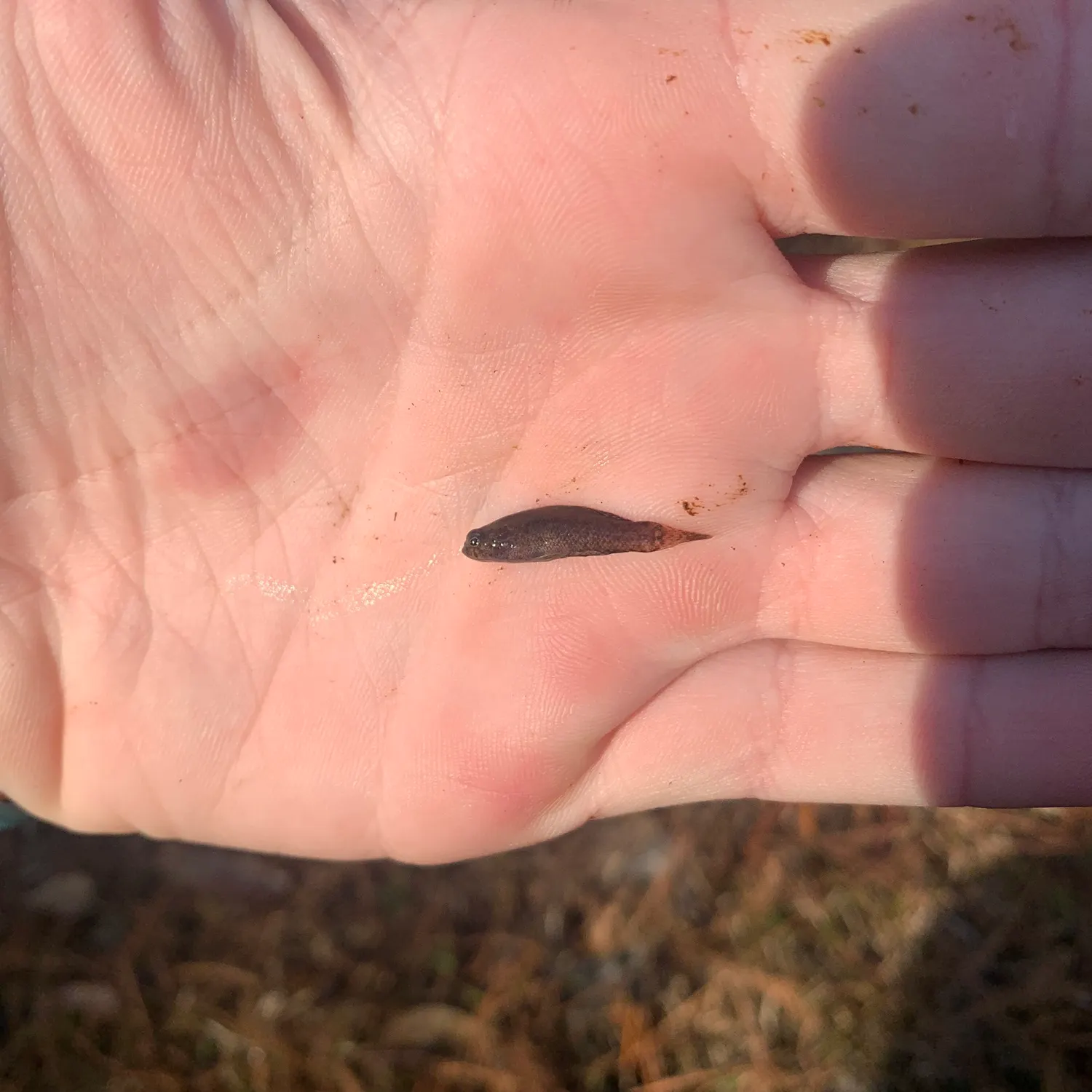 The most recent Banded pygmy sunfish catches on Fishbrain