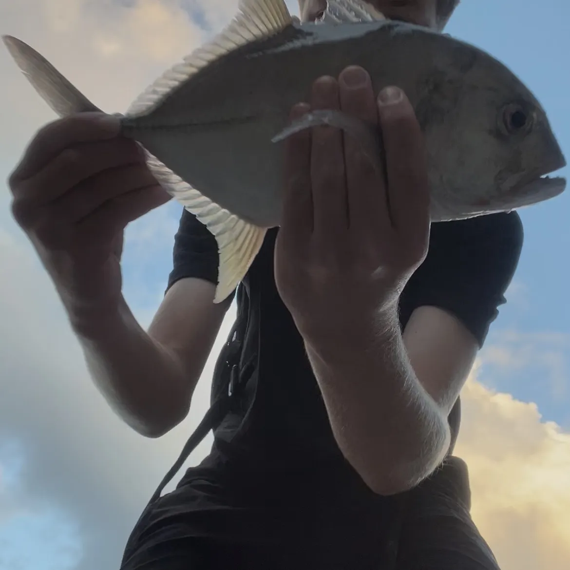 The most recent Bigeye trevally catches on Fishbrain