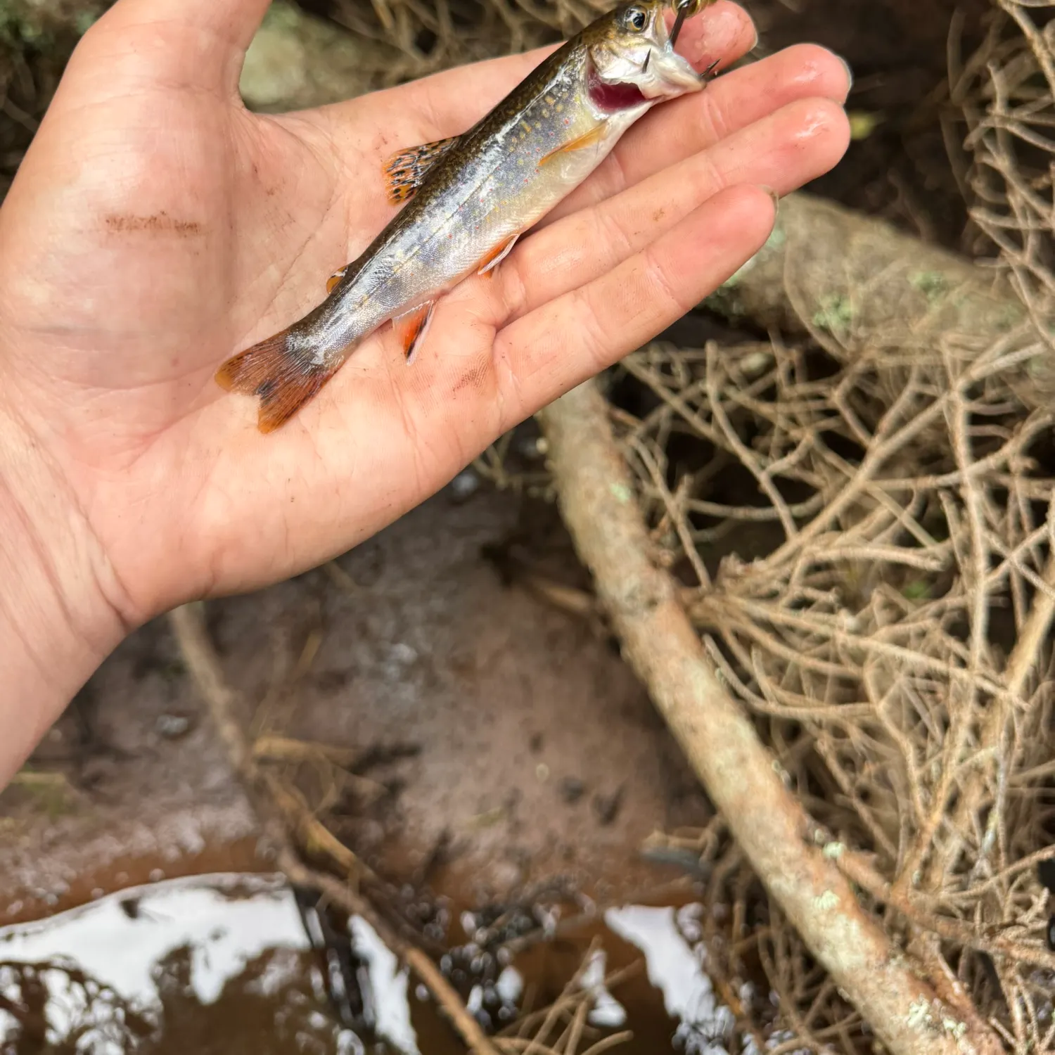 Brook trout caught on Fishbrain