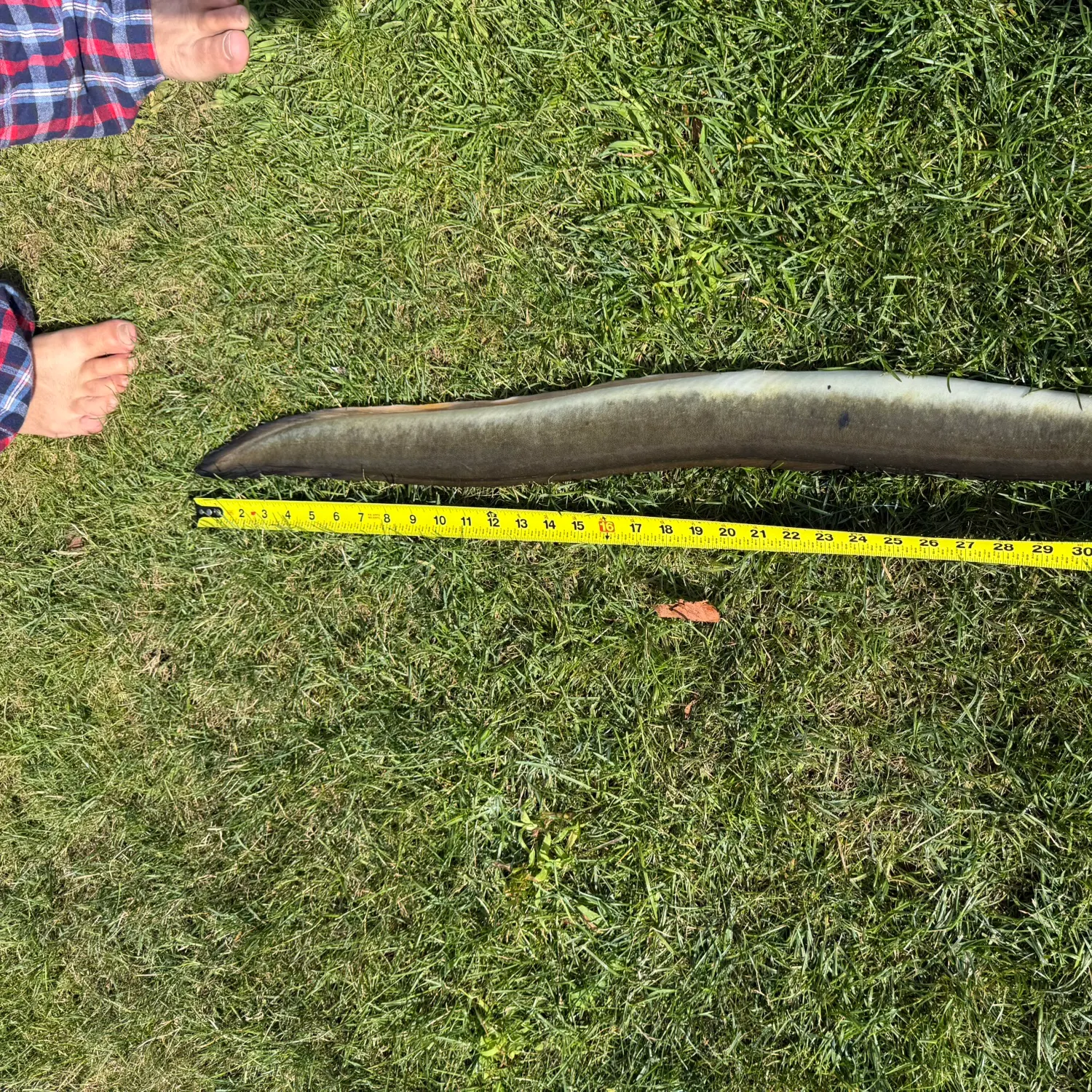 The most recent American eel catches on Fishbrain