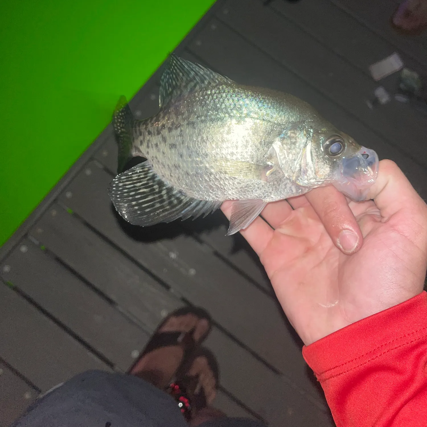 White crappie caught on Fishbrain