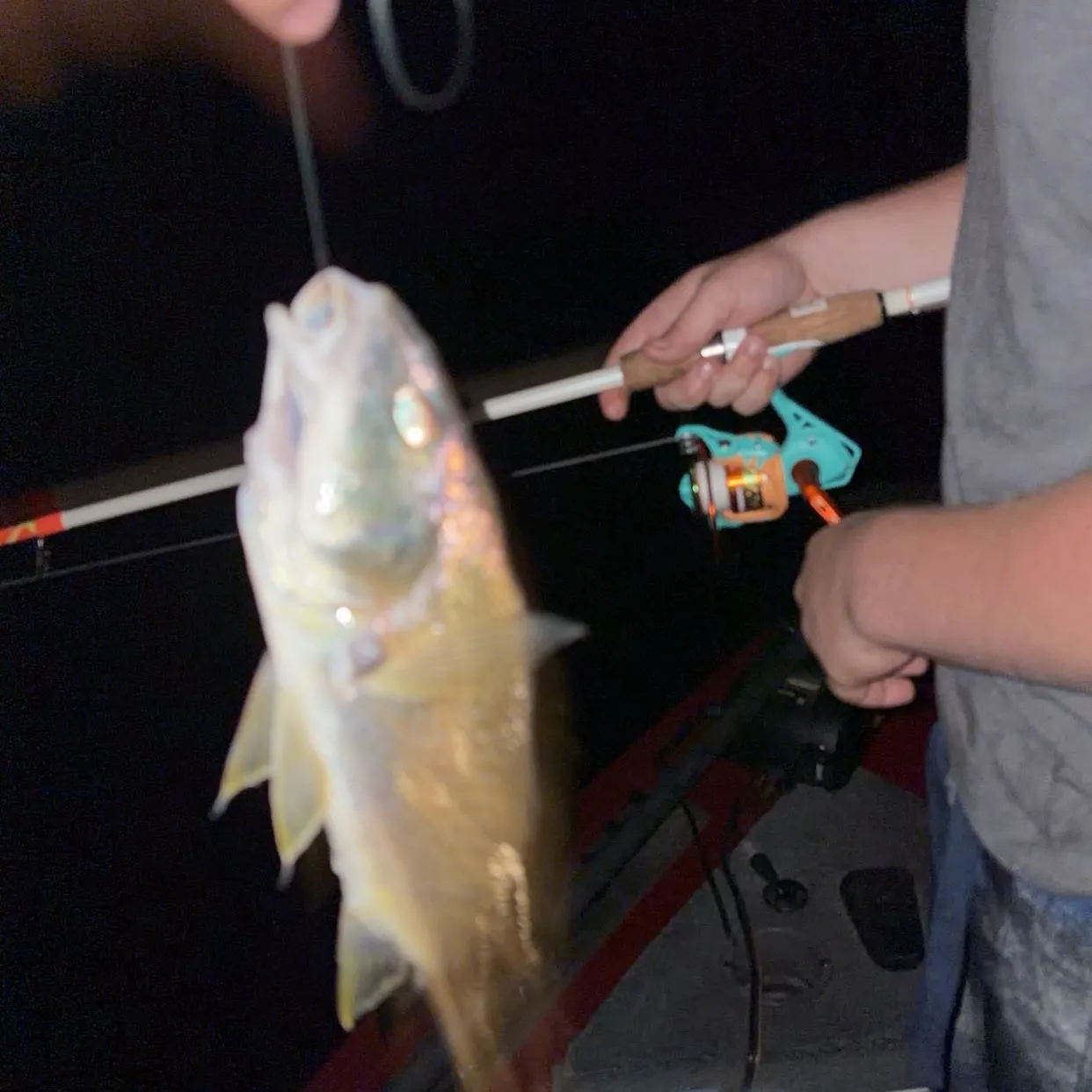 The most recent Yellowfin croaker catches on Fishbrain
