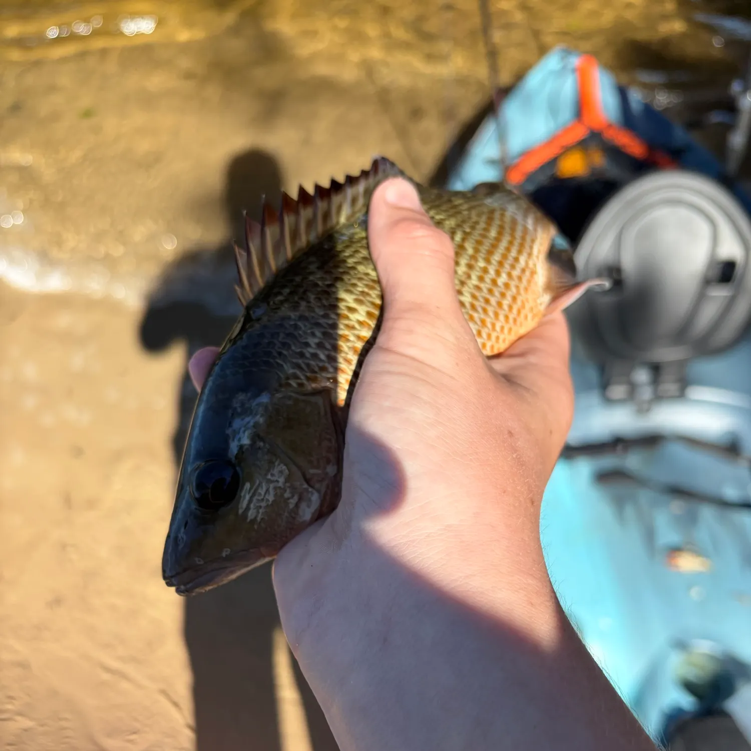 Mangrove snapper caught on Fishbrain