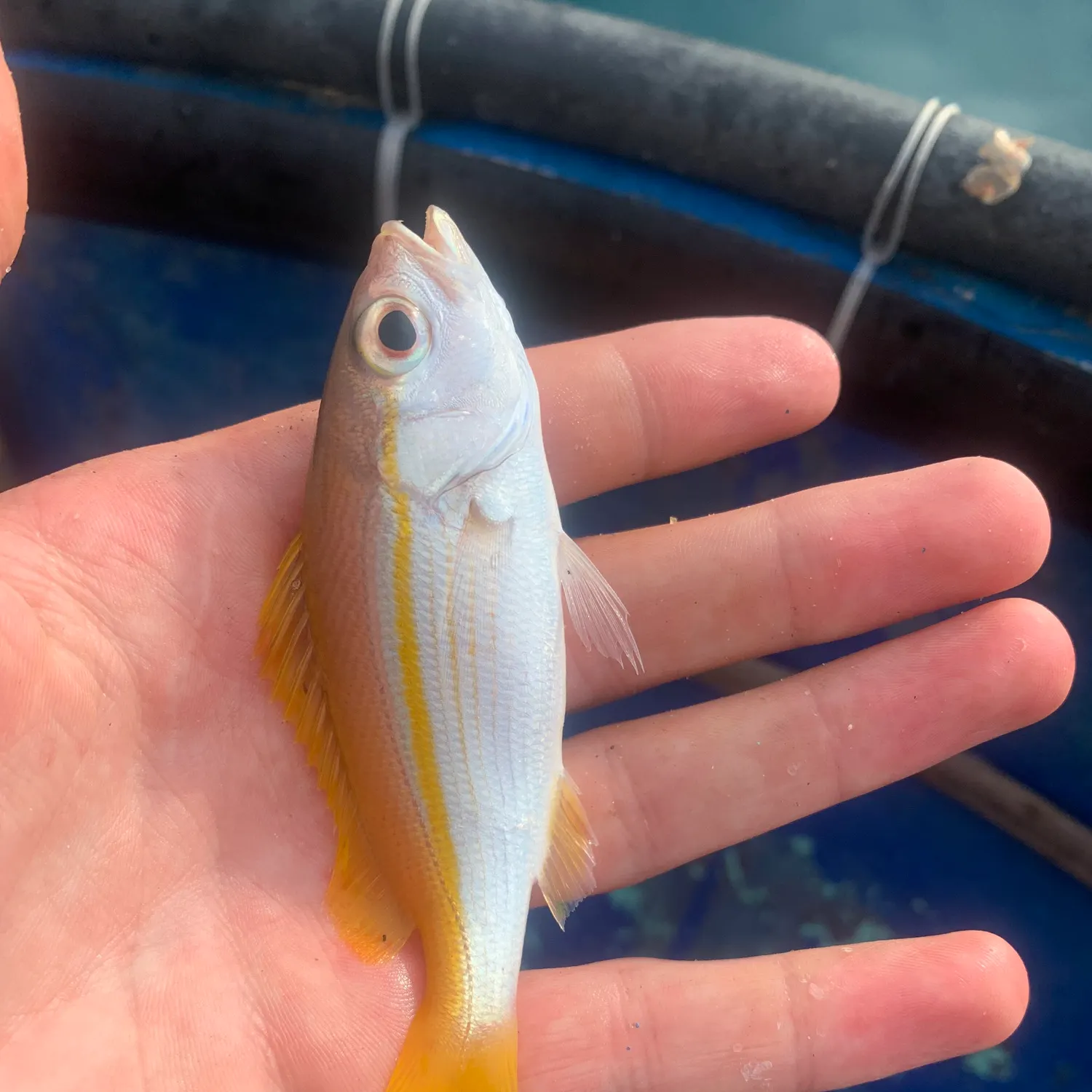 The most recent Bigeye snapper catches on Fishbrain