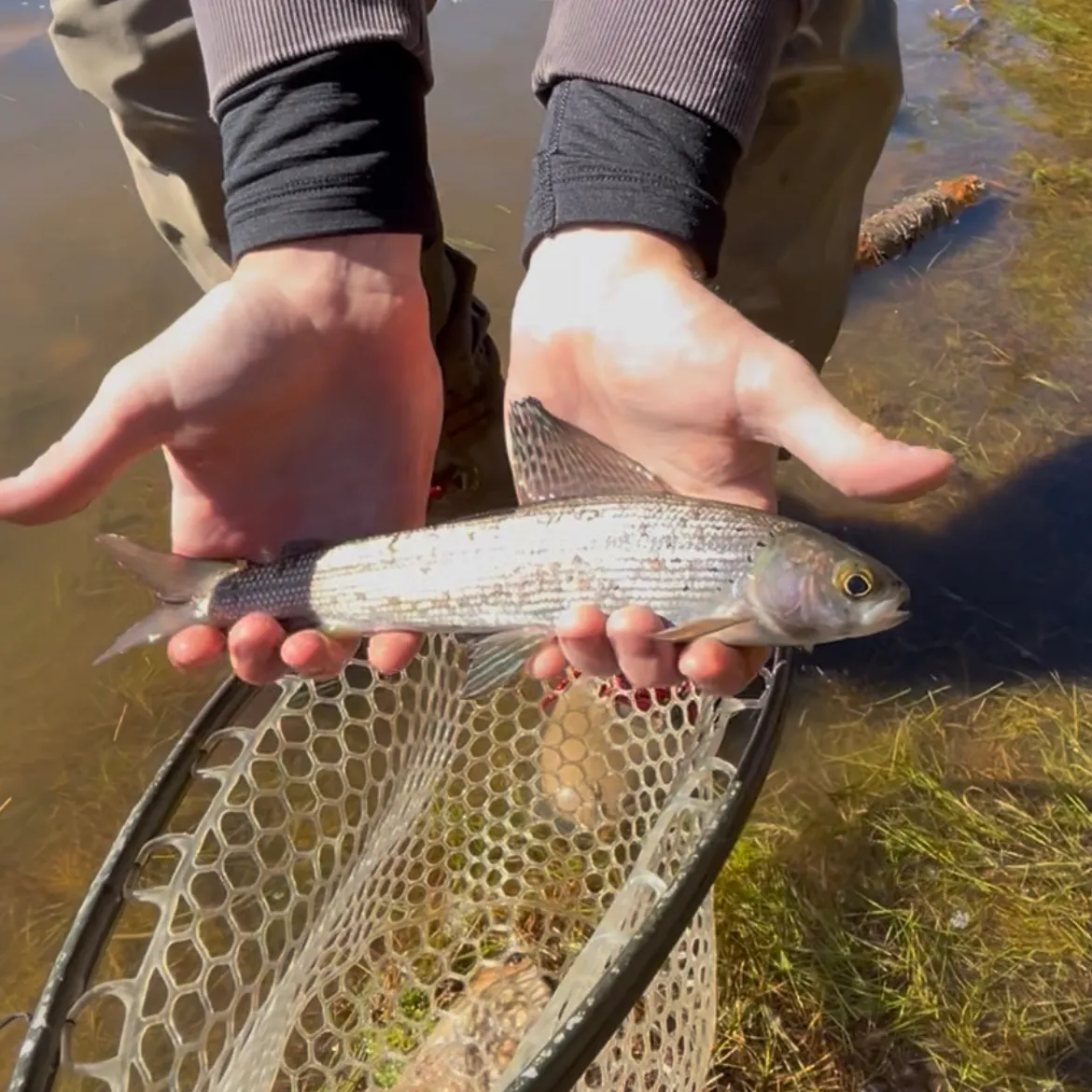 Arctic grayling caught on Fishbrain