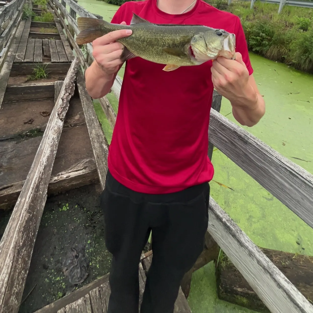 Largemouth bass caught on Fishbrain