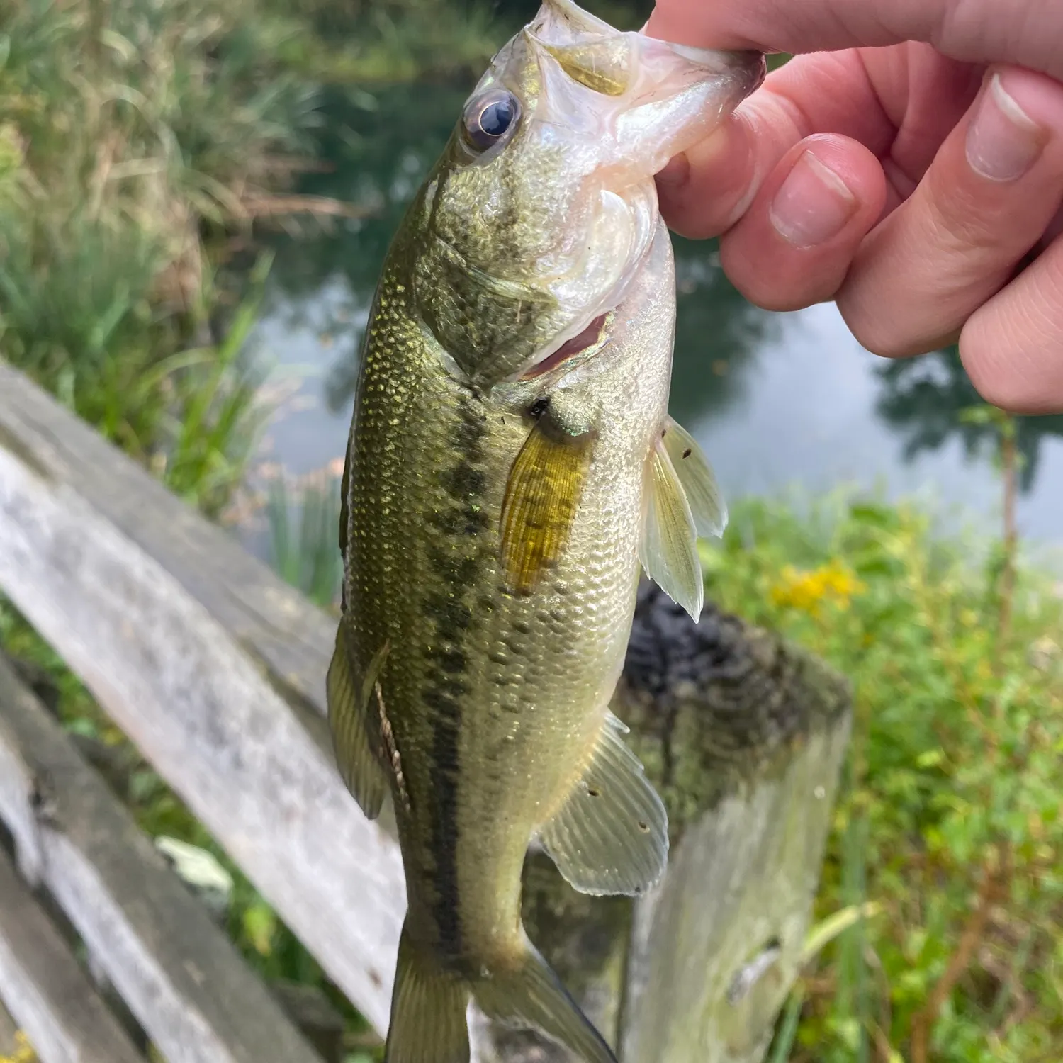 Largemouth bass caught on Fishbrain