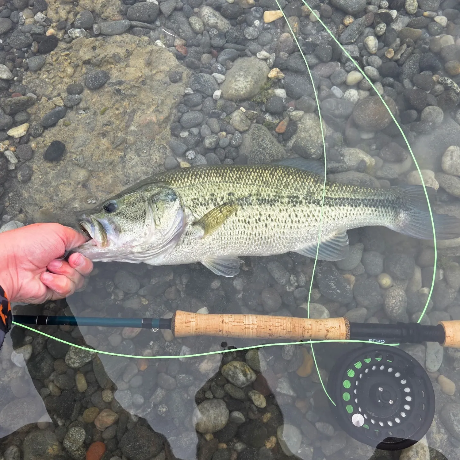 Largemouth bass caught on Fishbrain