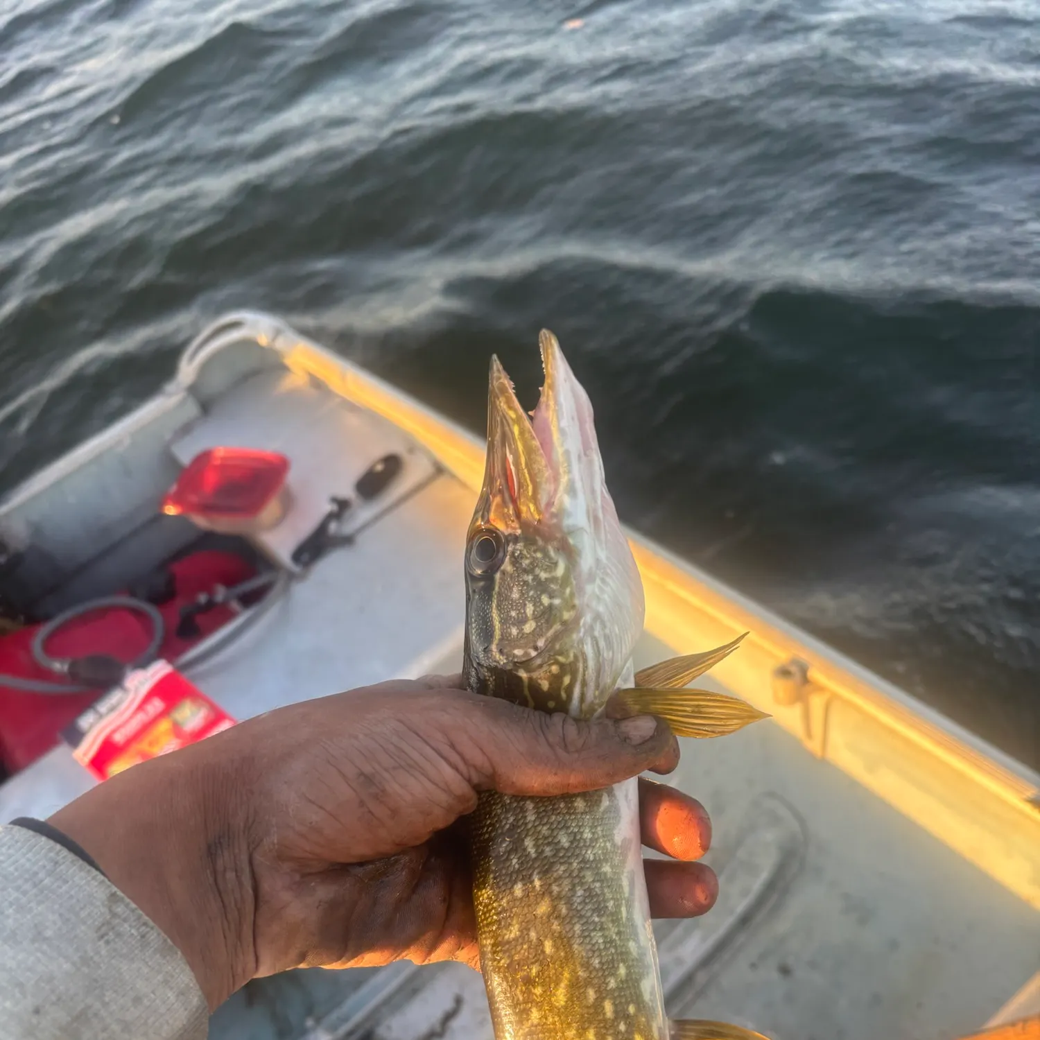 Northern pike caught on Fishbrain