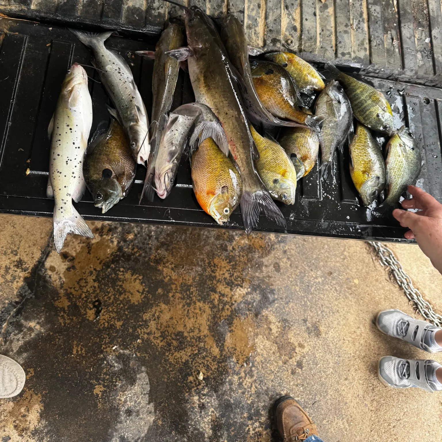 recently logged catches