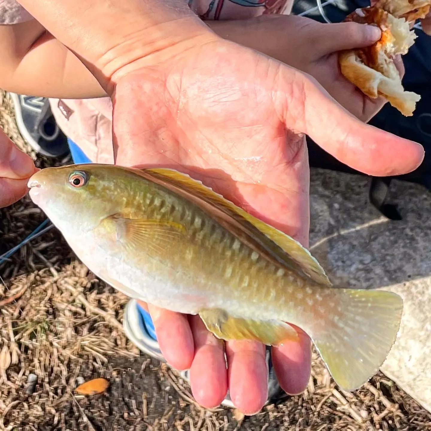 The most recent Slippery dick wrasse catches on Fishbrain