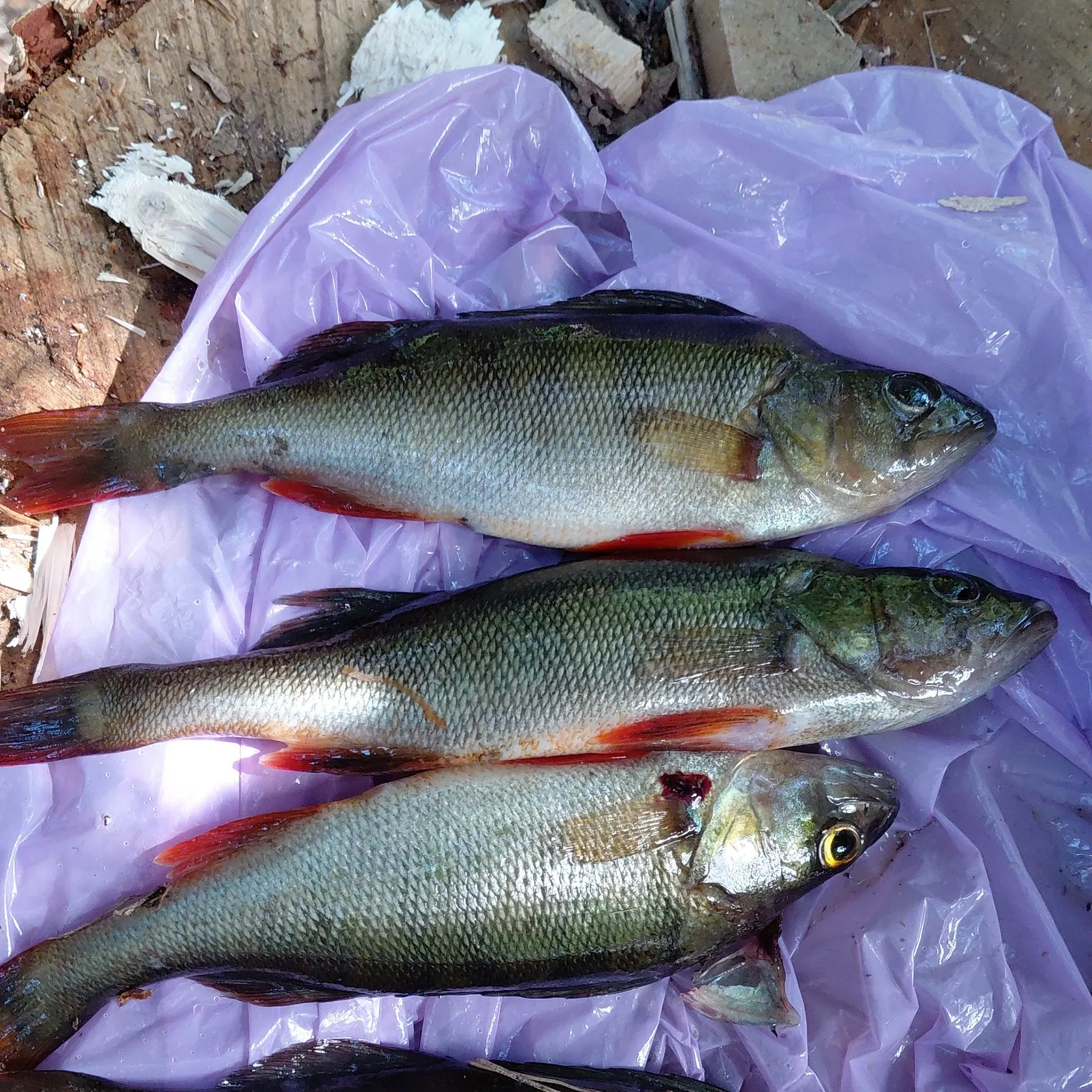 European perch caught on Fishbrain