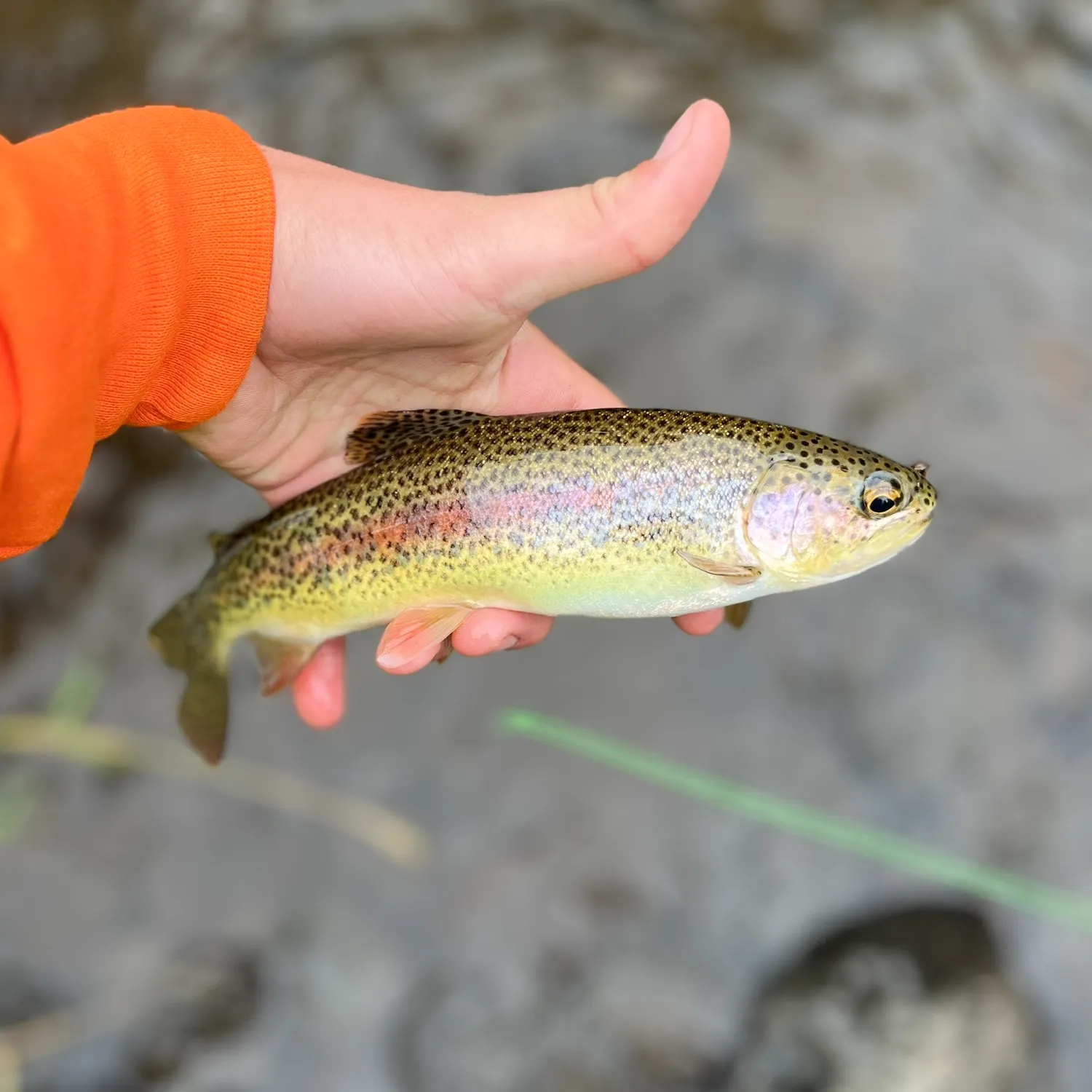 Rainbow trout caught on Fishbrain