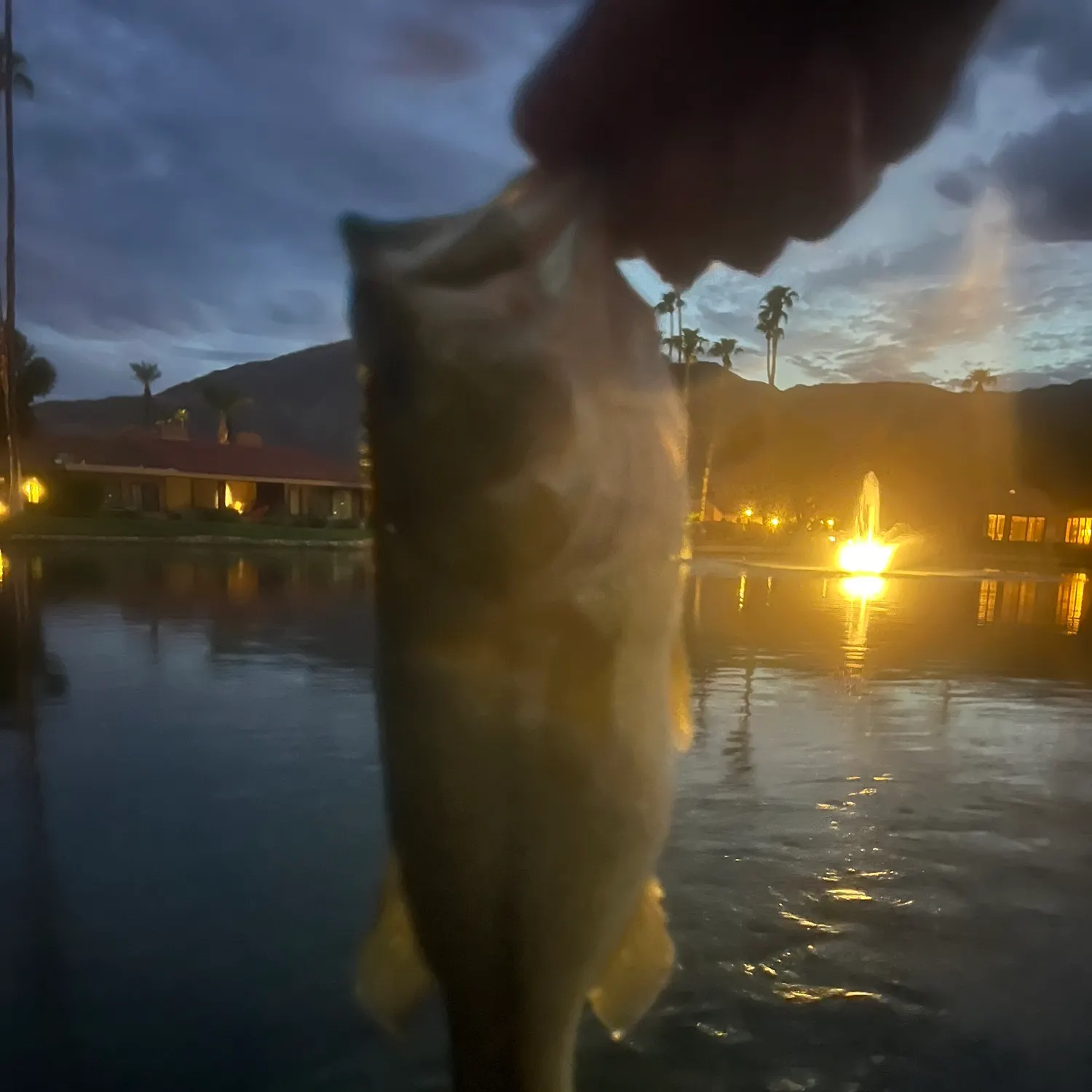 Fish caught on Fishbrain