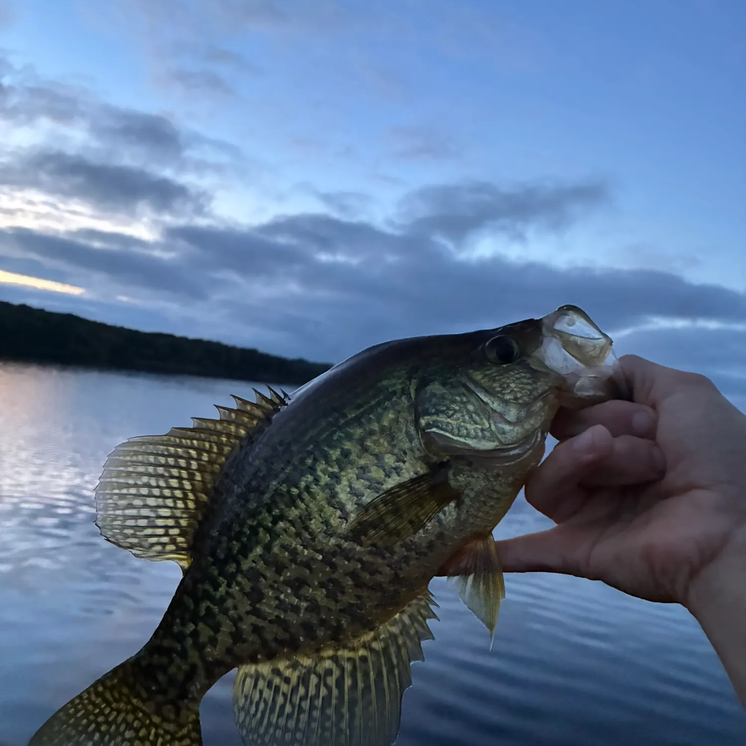 Black crappie caught on Fishbrain