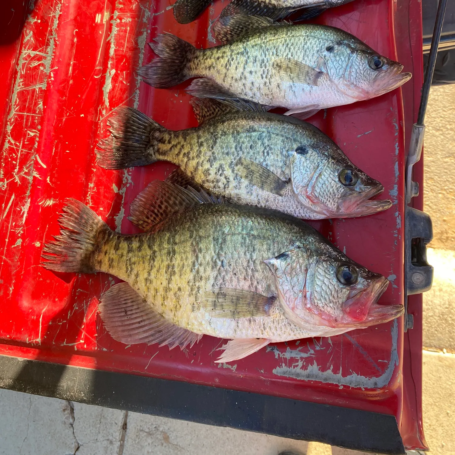 recently logged catches