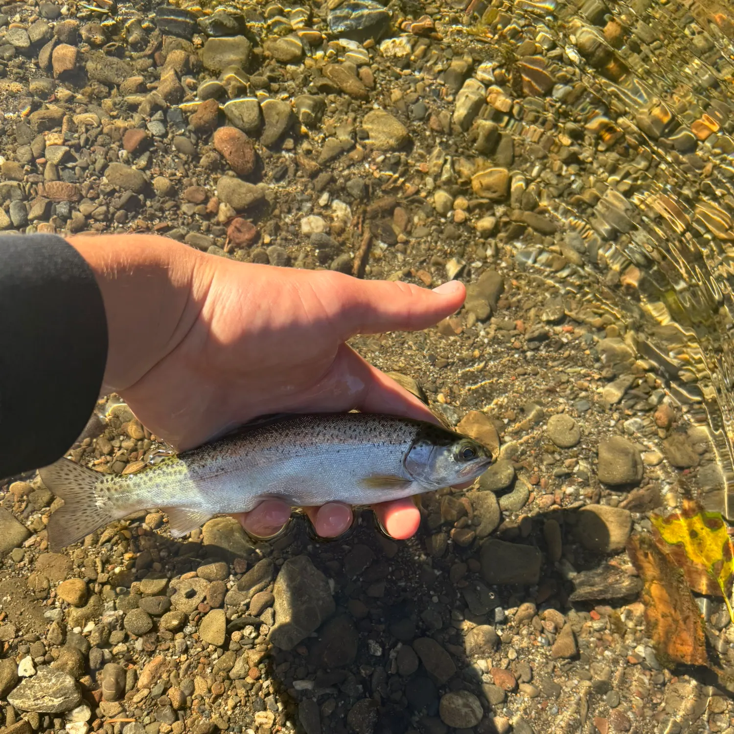 Steelhead caught on Fishbrain