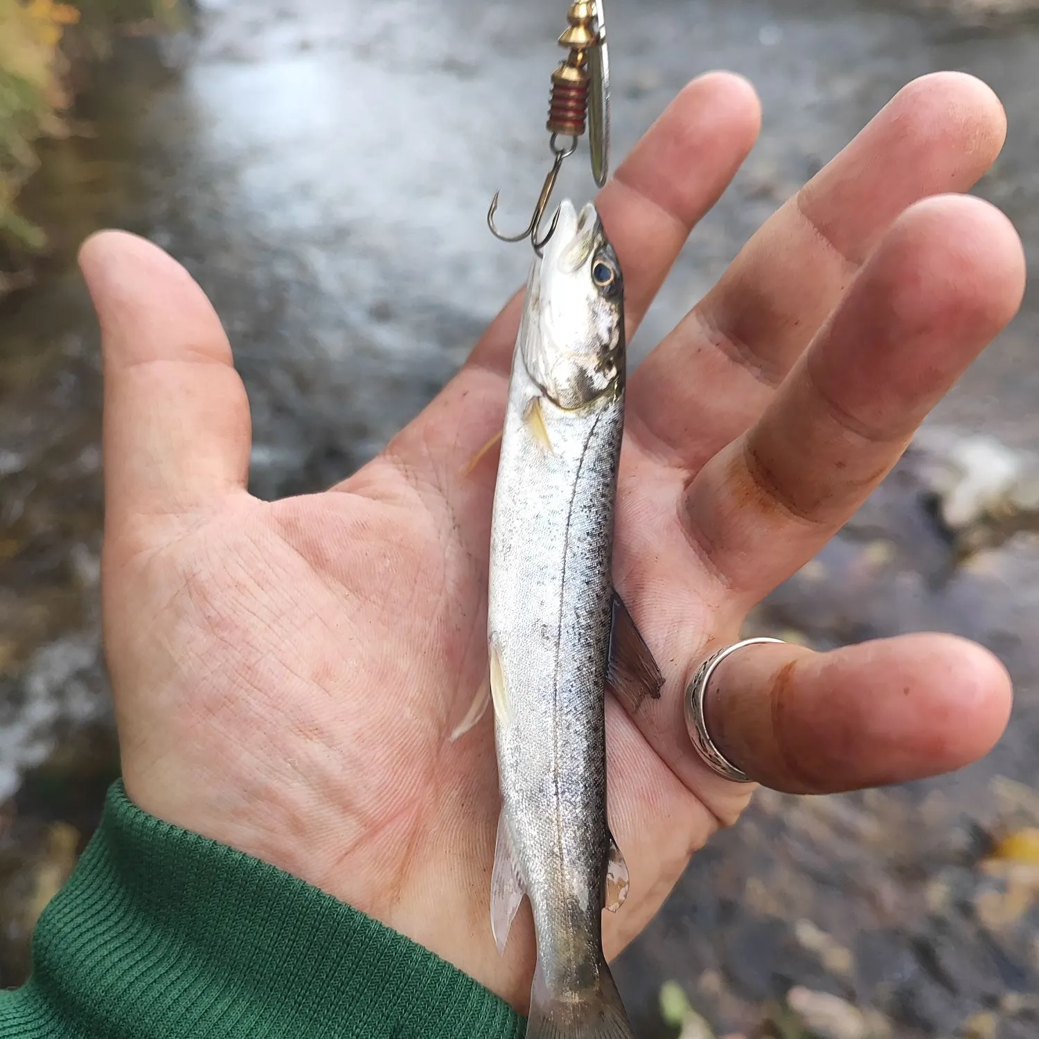 The most recent Huchen catches on Fishbrain