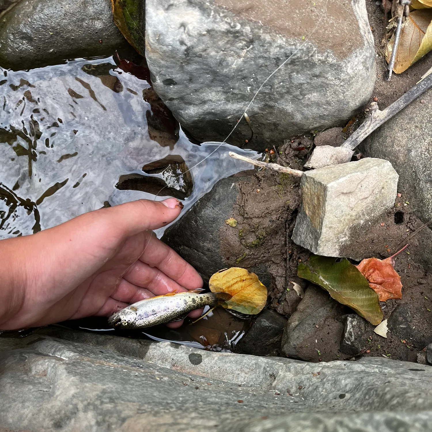 The most recent Coastal rainbow trout catches on Fishbrain